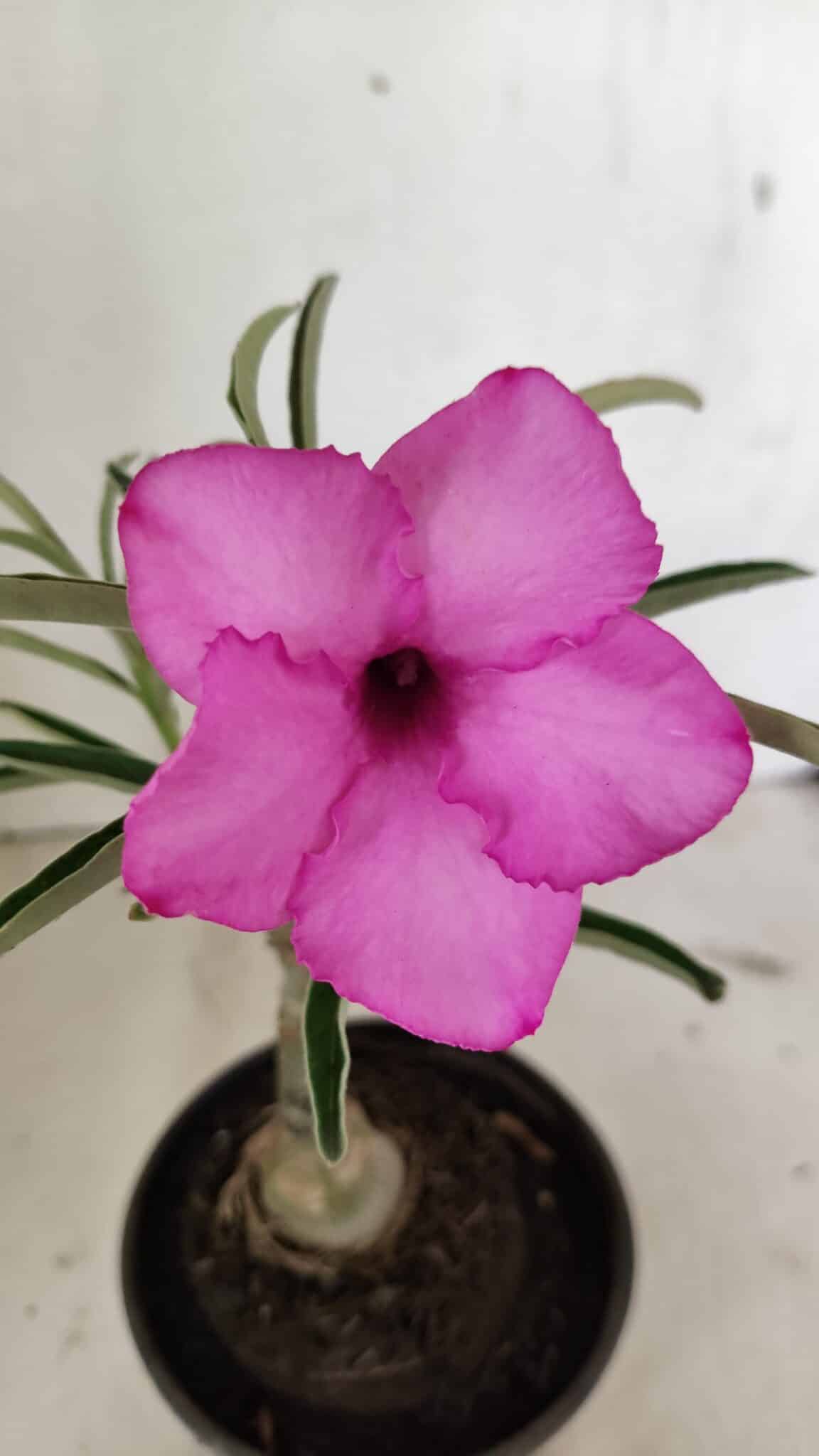 ENXERTO 12375 – 22cm (cor LM 512) - foto 3