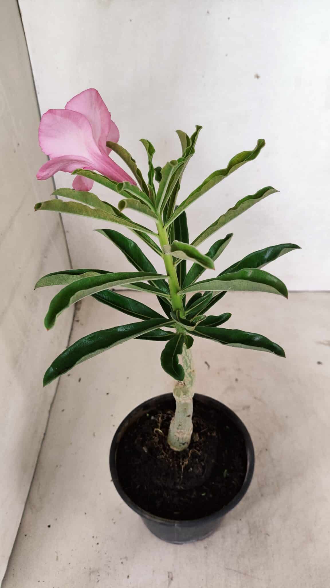 ENXERTO 12380 – 22cm (cor LM 512) - foto 7