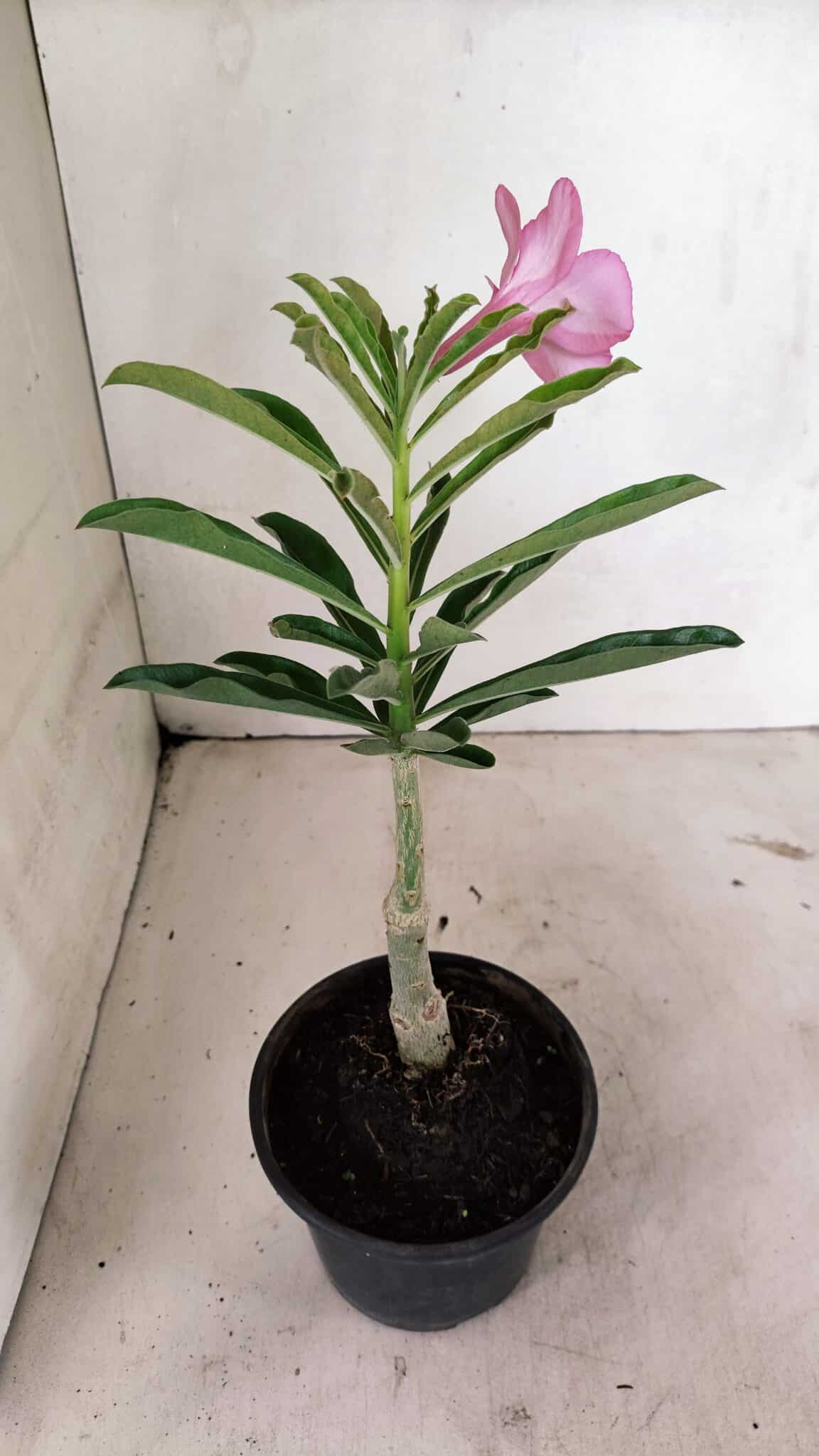 ENXERTO 12380 – 22cm (cor LM 512) - foto 5
