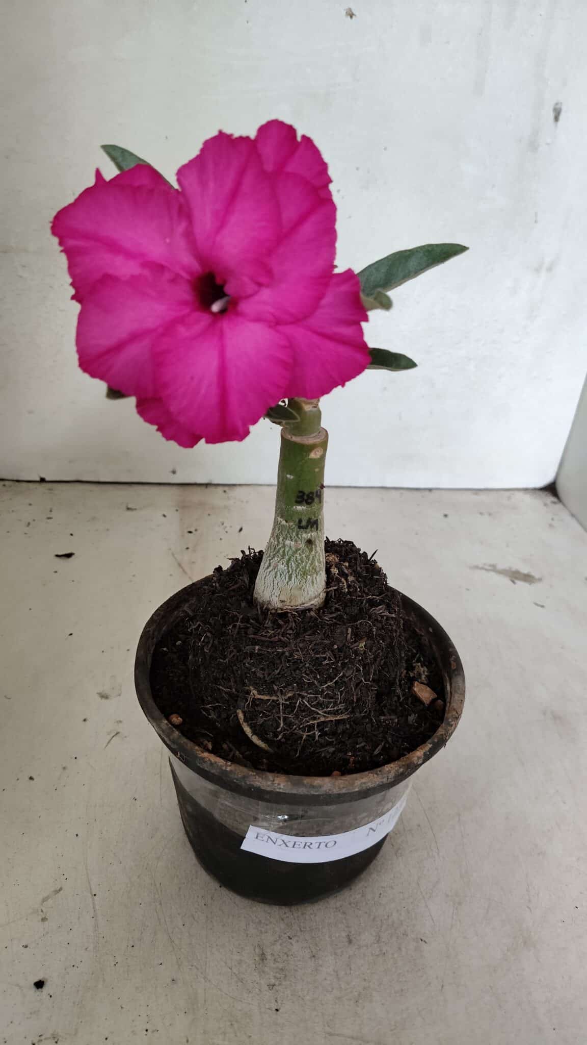 ENXERTO 12390 – 20cm (cor LM 384) - foto 2