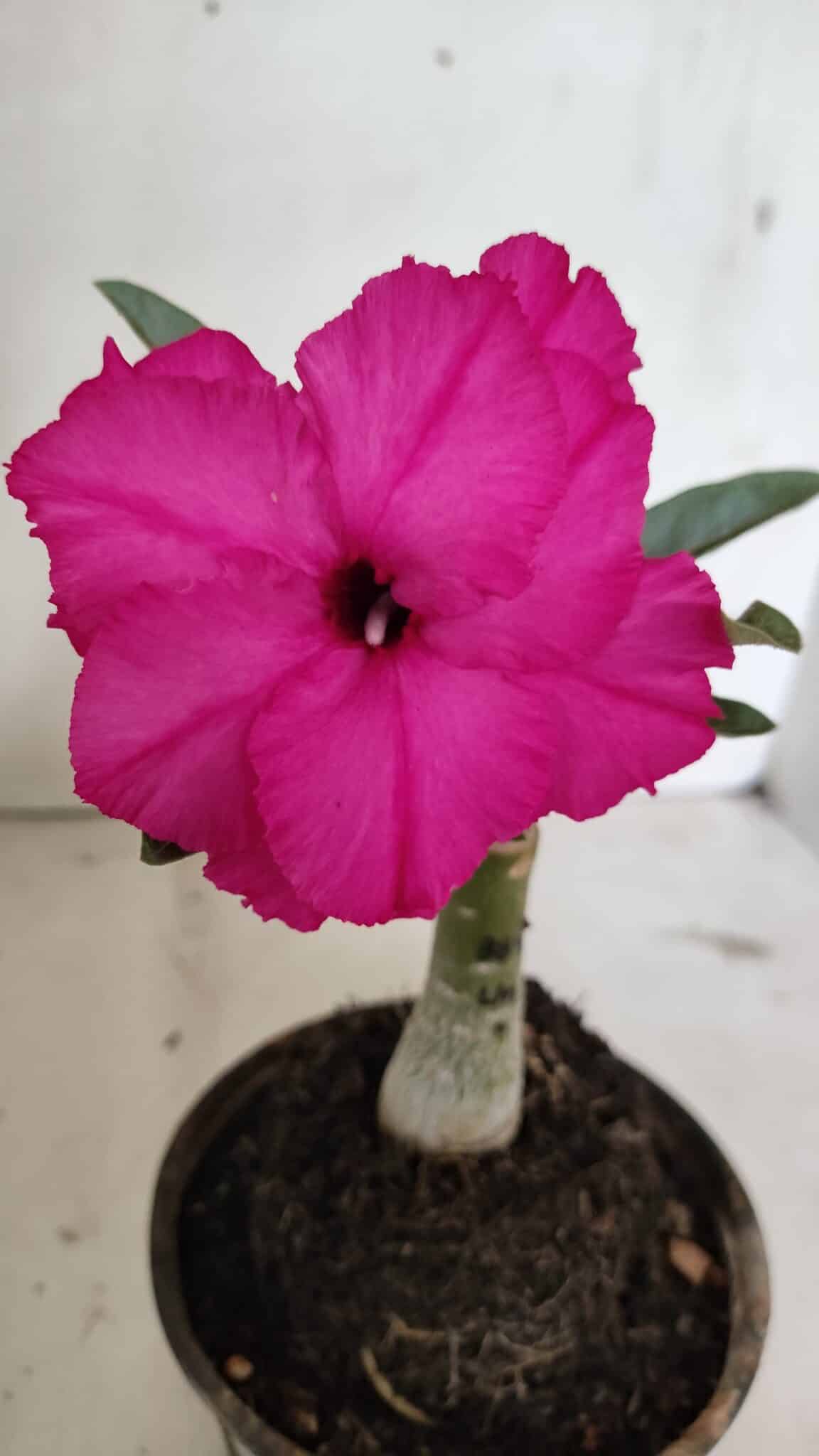 ENXERTO 12390 – 20cm (cor LM 384) - foto 3