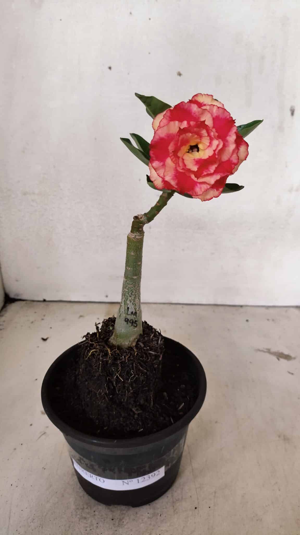 ENXERTO 12392 – 20cm (cor LM 995) Id: POP CORN 2 - foto 2