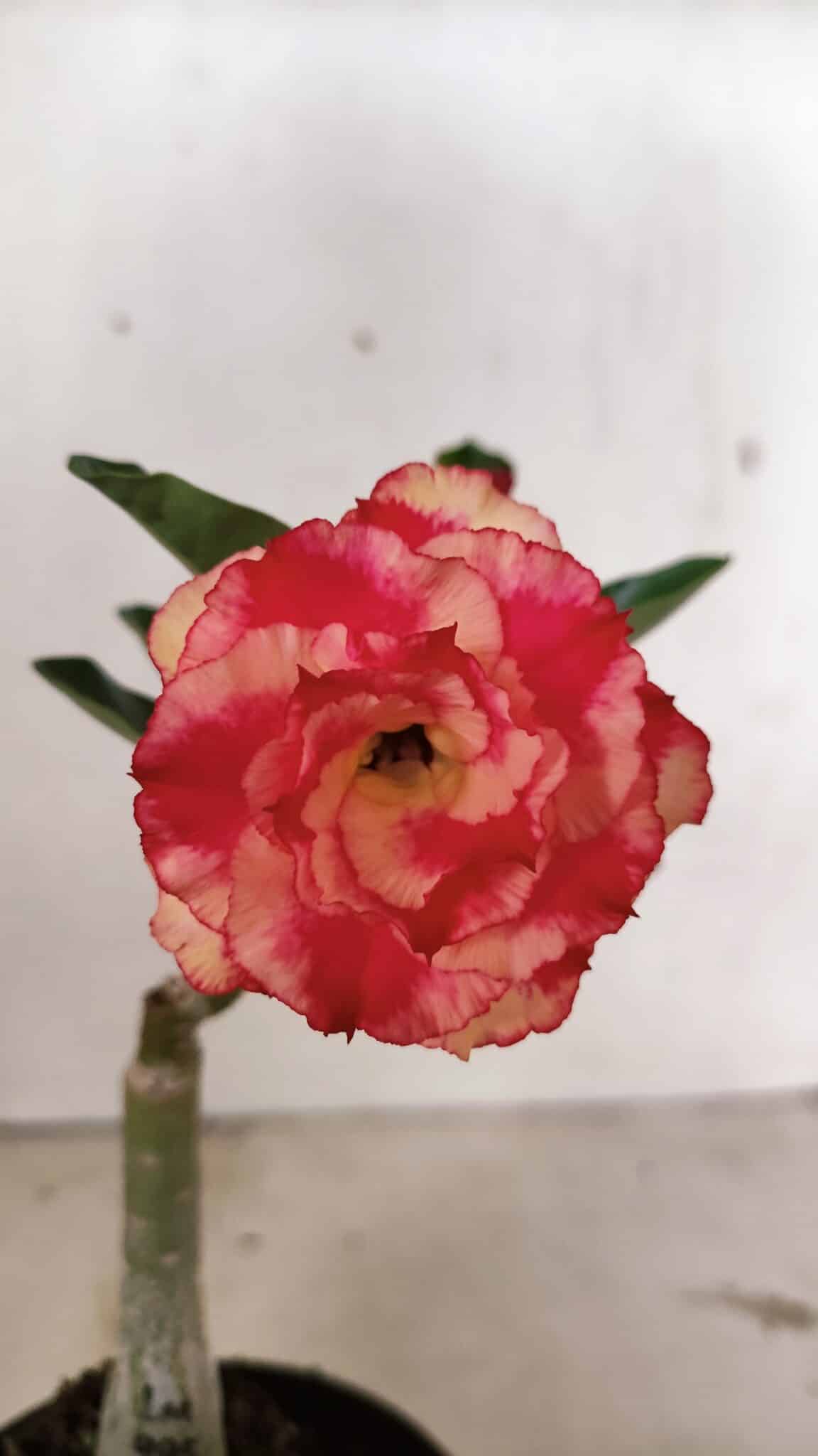ENXERTO 12392 – 20cm (cor LM 995) Id: POP CORN 2 - foto 3