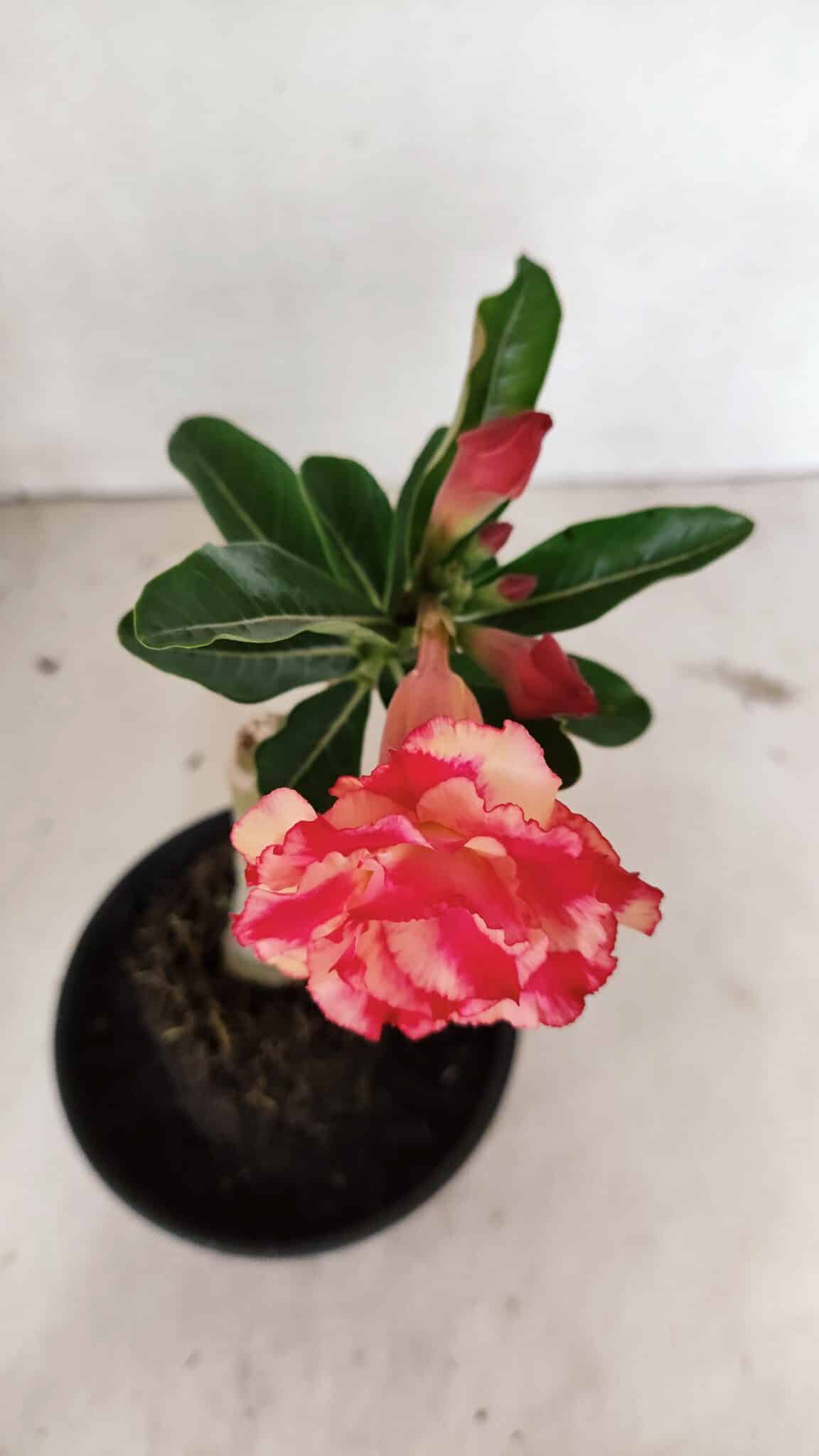 ENXERTO 12392 – 20cm (cor LM 995) Id: POP CORN 2 - foto 4