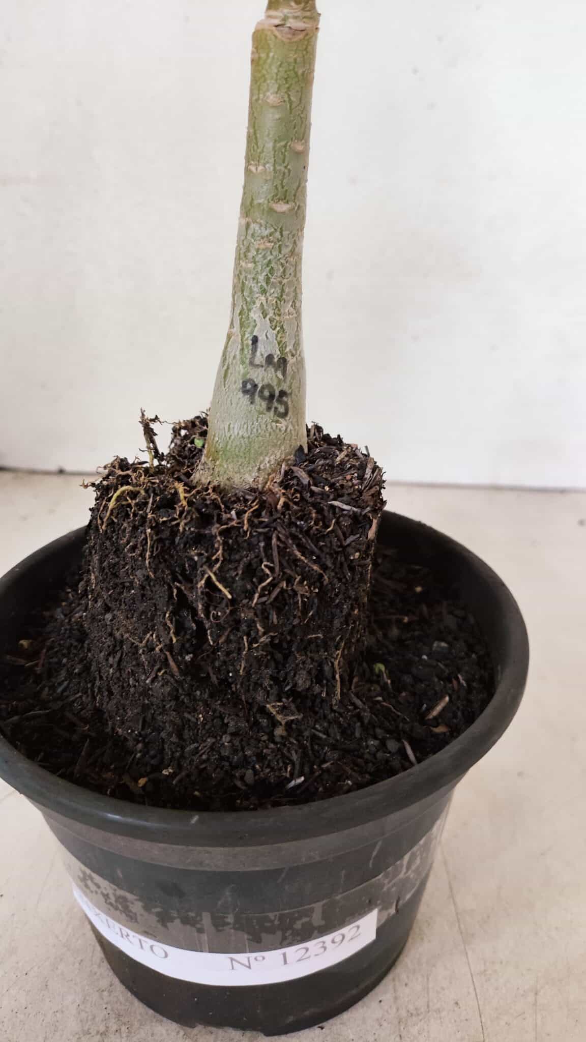 ENXERTO 12392 – 20cm (cor LM 995) Id: POP CORN 2 - foto 7