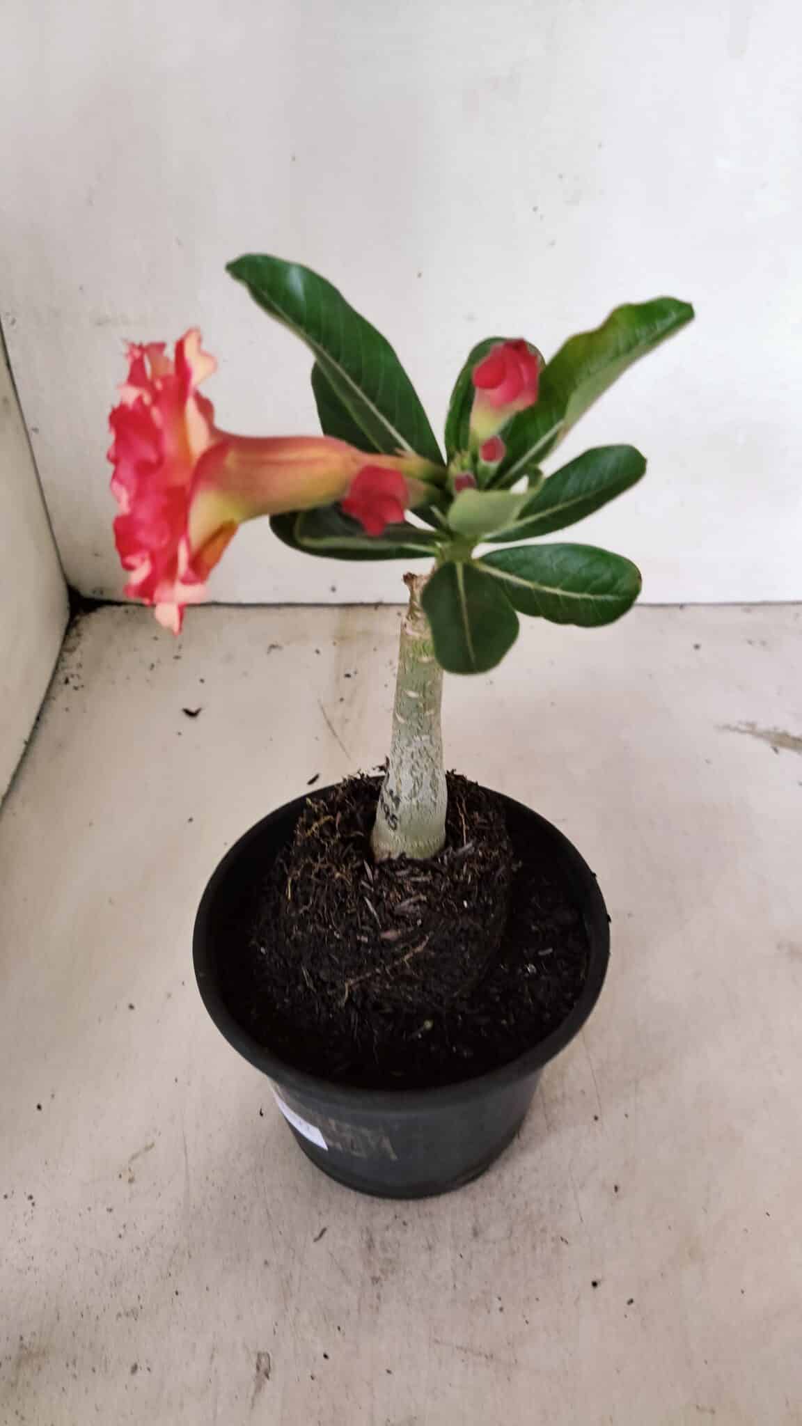 ENXERTO 12392 – 20cm (cor LM 995) Id: POP CORN 2 - foto 6
