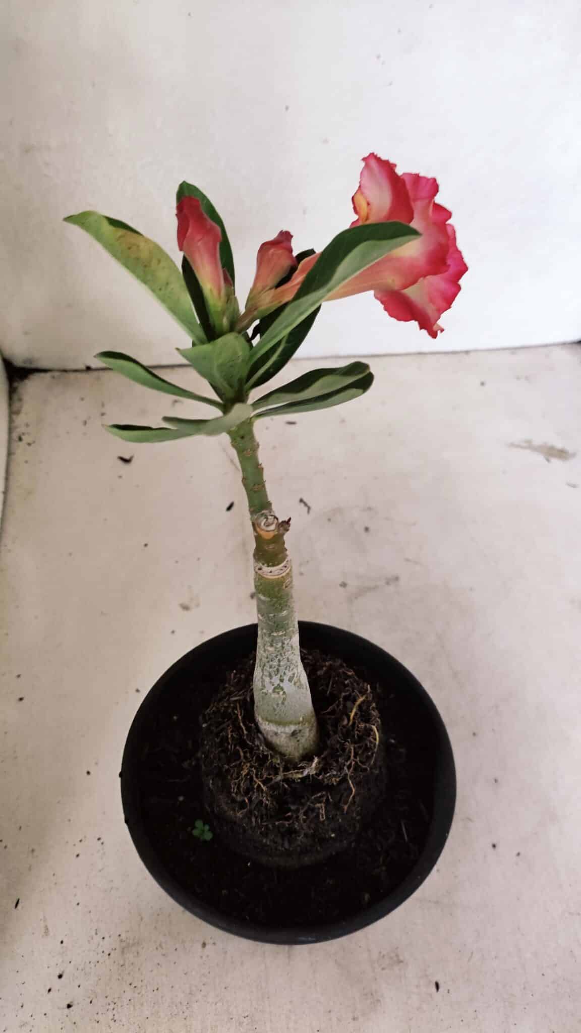 ENXERTO 12392 – 20cm (cor LM 995) Id: POP CORN 2 - foto 5