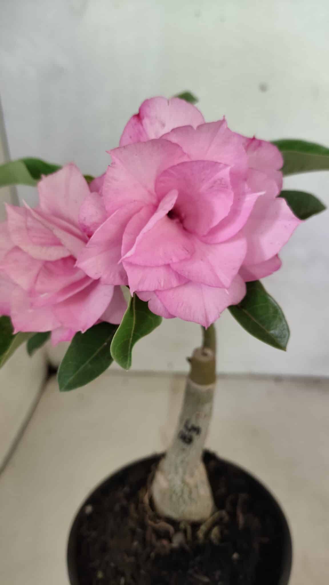 ENXERTO 12398 – 25cm (cor LM 08) - foto 3