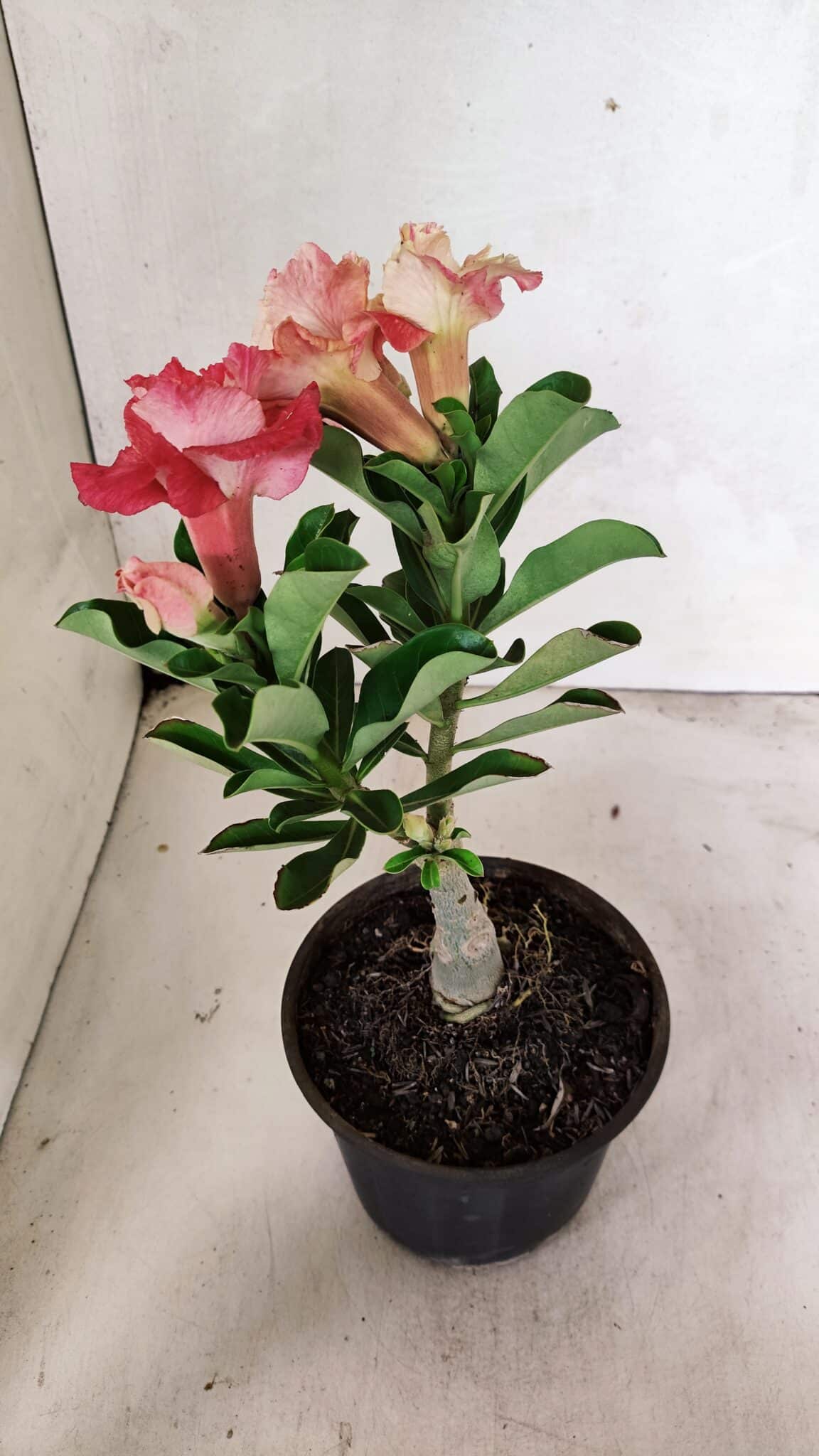 ENXERTO 12400 – 22cm (cor LM 582) - foto 7