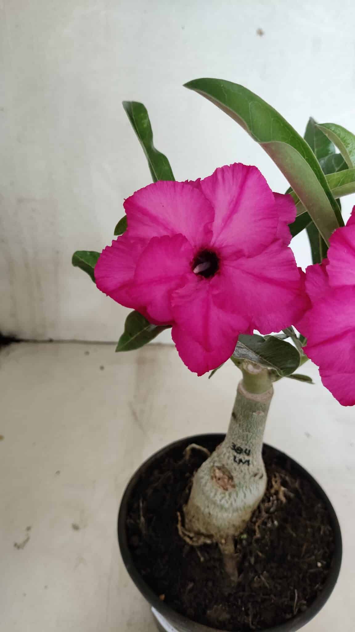 ENXERTO 12401 – 20cm (cor LM 384) - foto 7