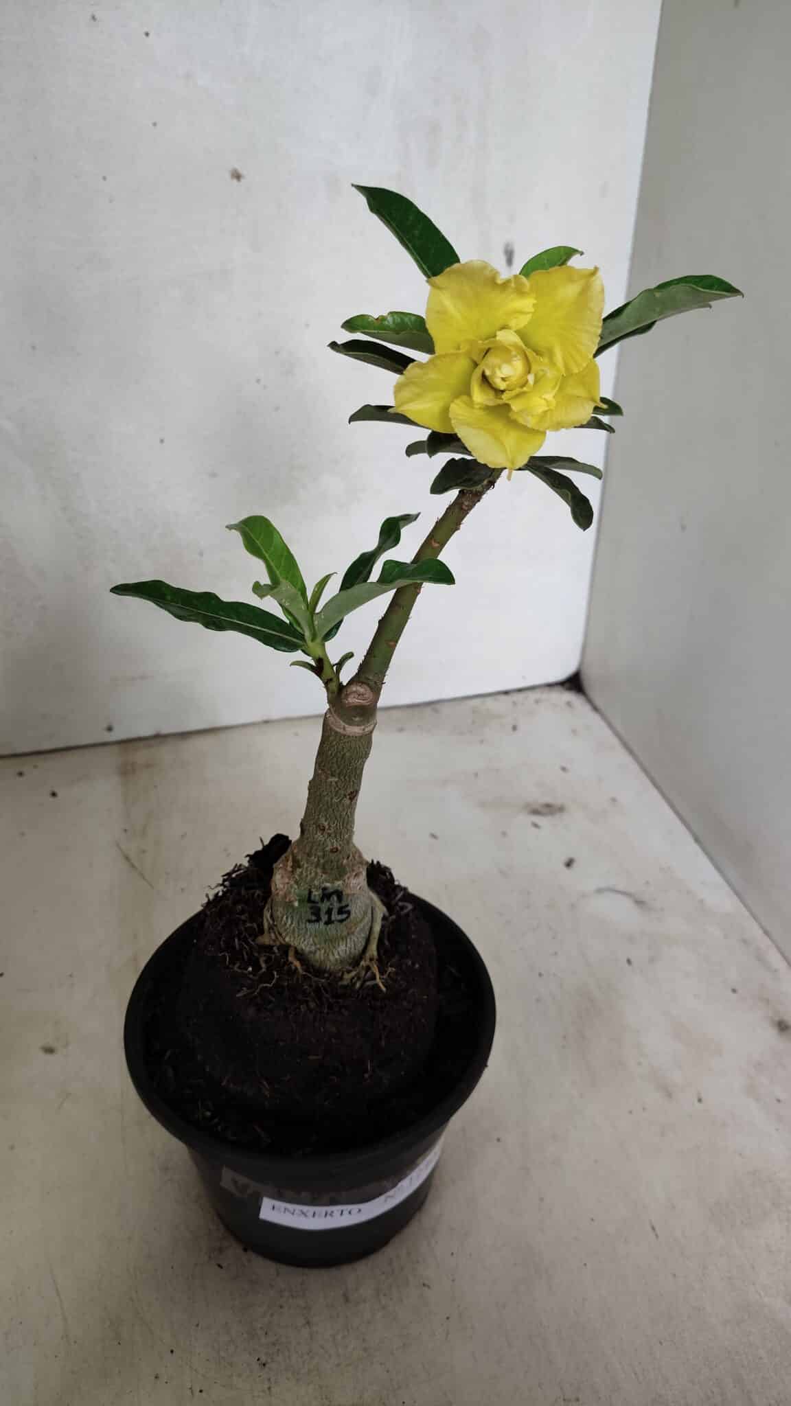 ENXERTO 12402 – 20cm (cor LM 315) - foto 2