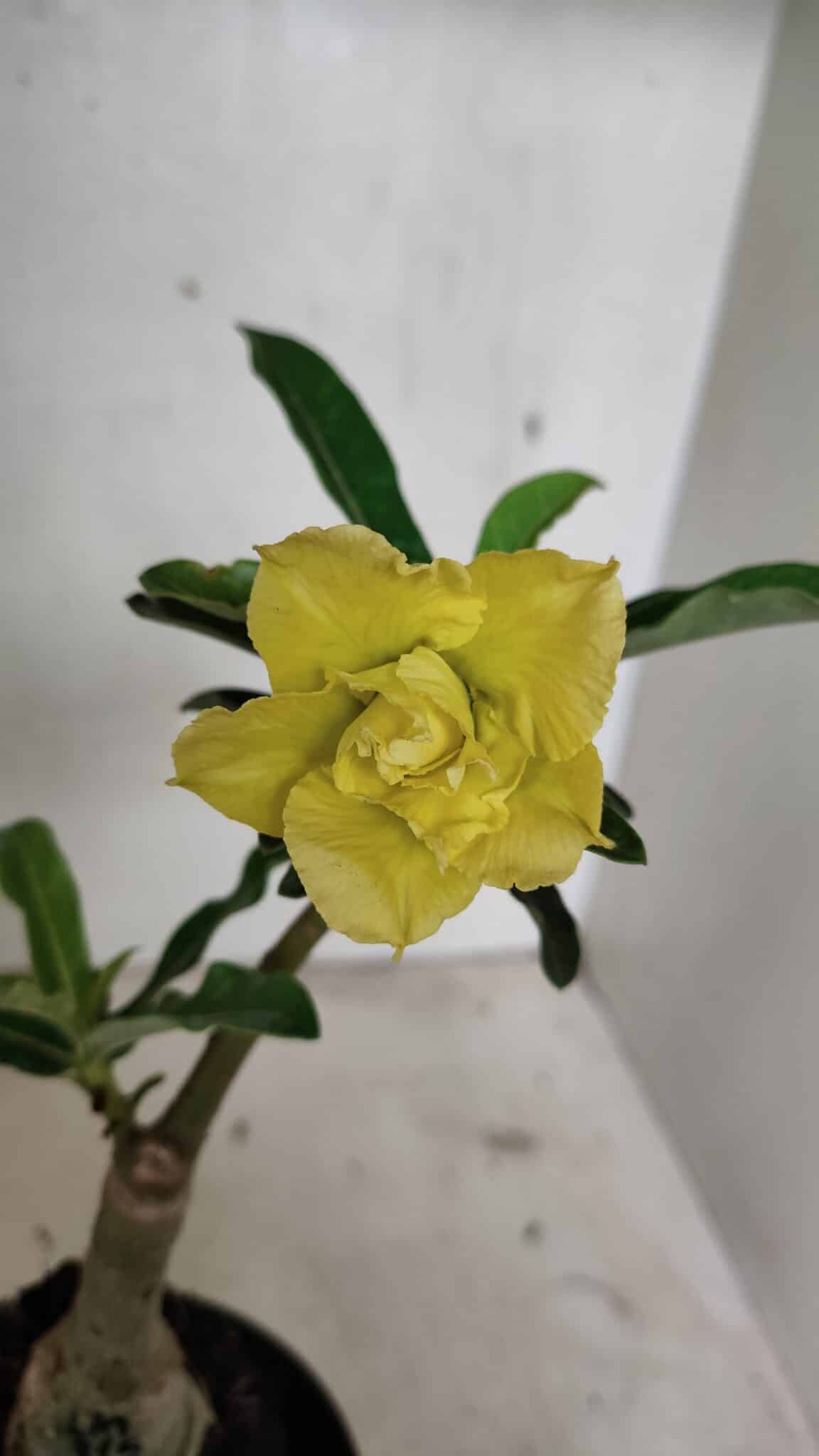 ENXERTO 12402 – 20cm (cor LM 315) - foto 3