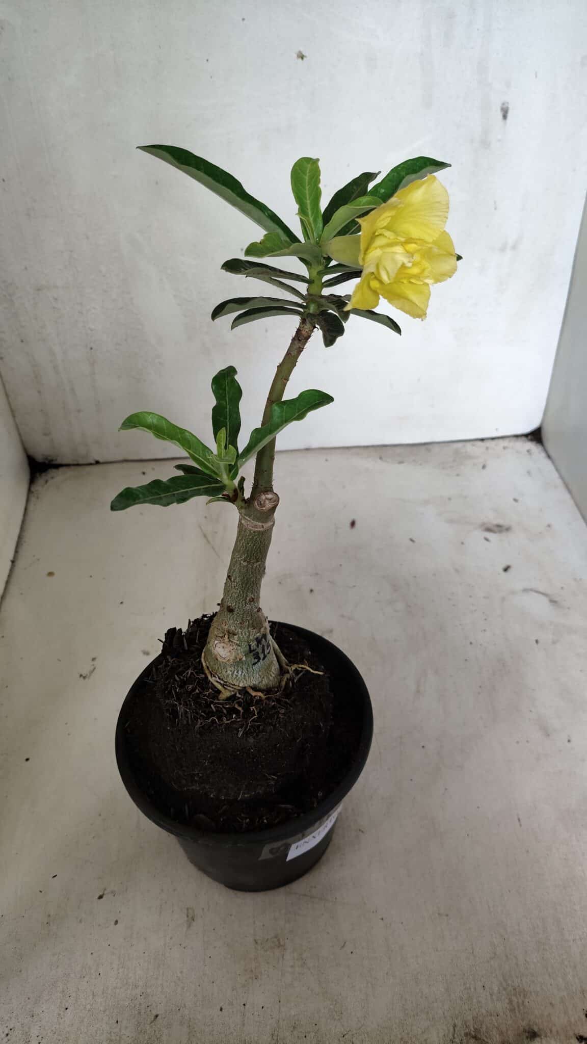 ENXERTO 12402 – 20cm (cor LM 315) - foto 6