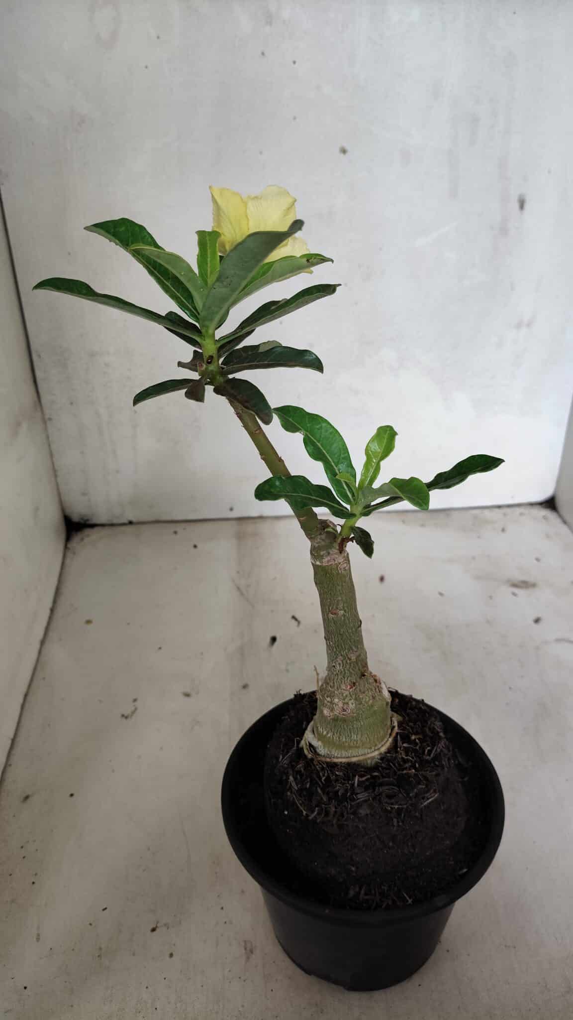 ENXERTO 12402 – 20cm (cor LM 315) - foto 5