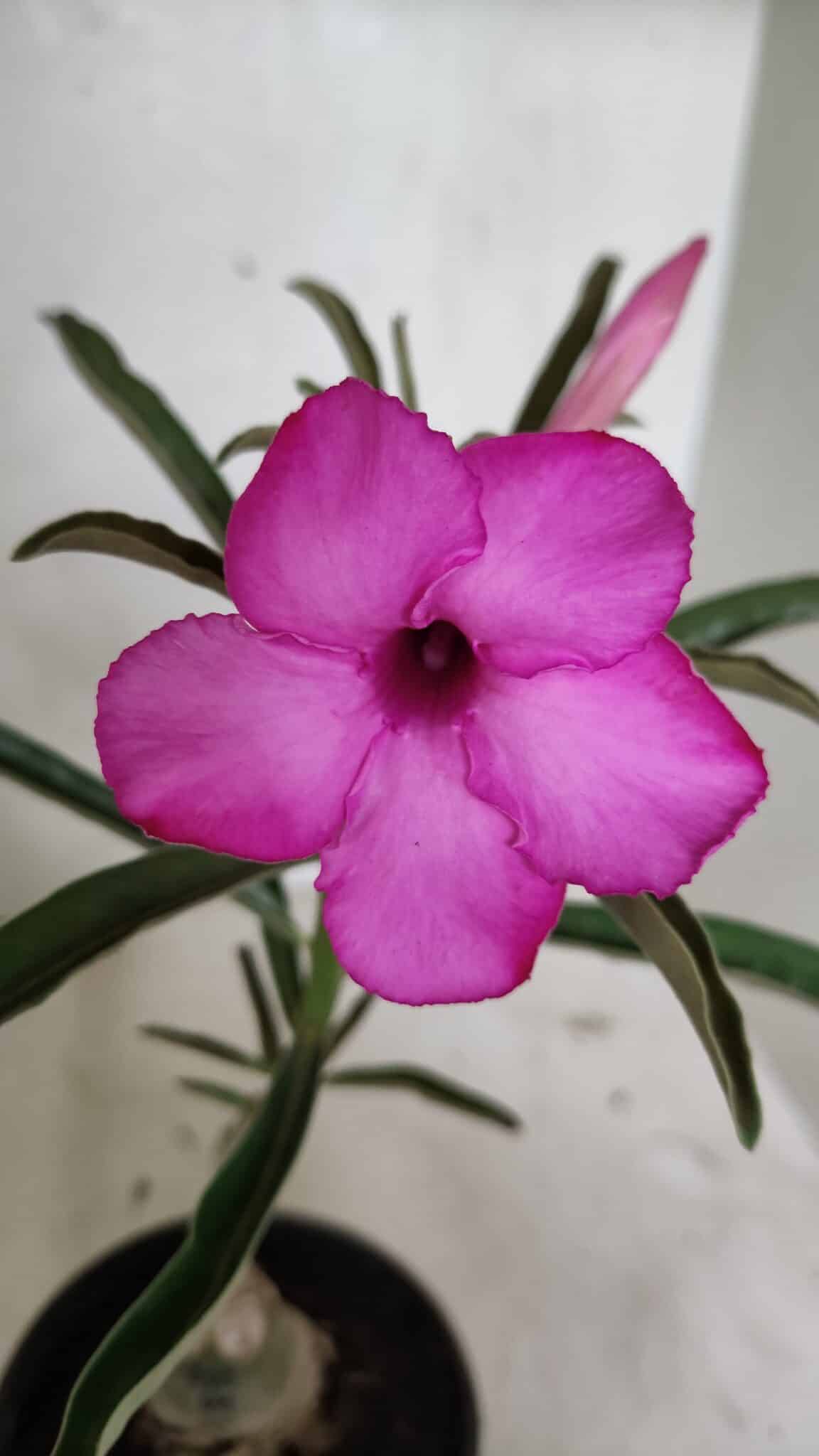 ENXERTO 12403 – 25cm (cor LM 512) - foto 3