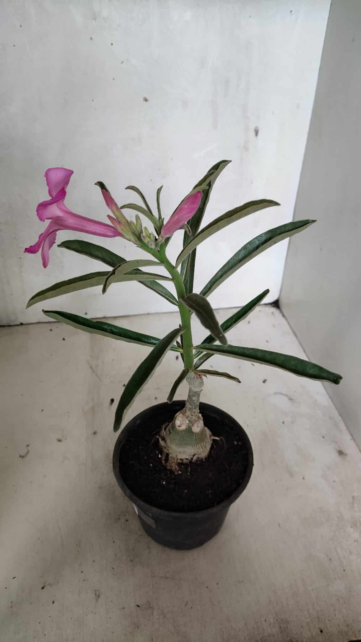 ENXERTO 12403 – 25cm (cor LM 512) - foto 6