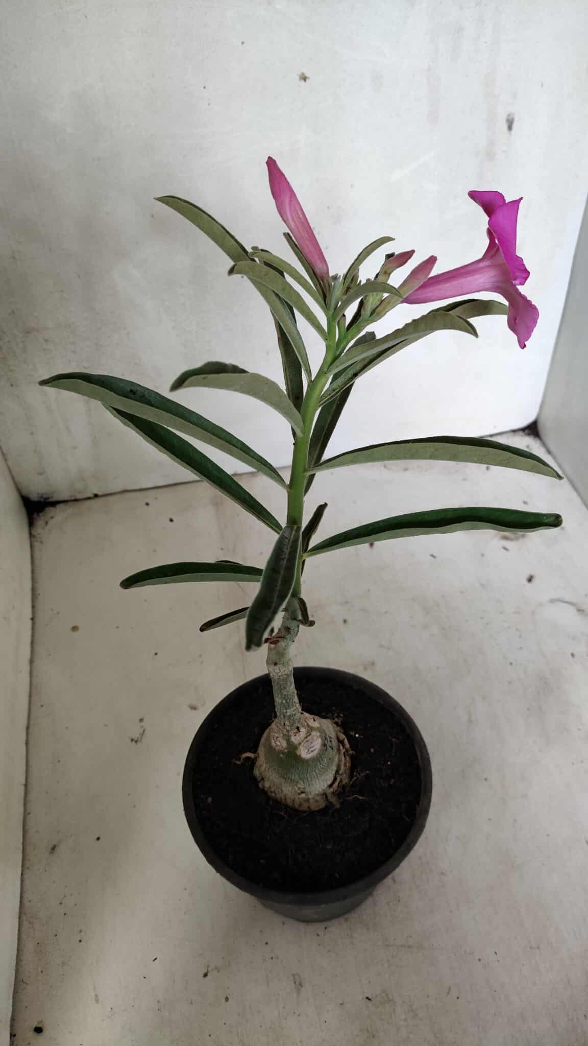 ENXERTO 12403 – 25cm (cor LM 512) - foto 5