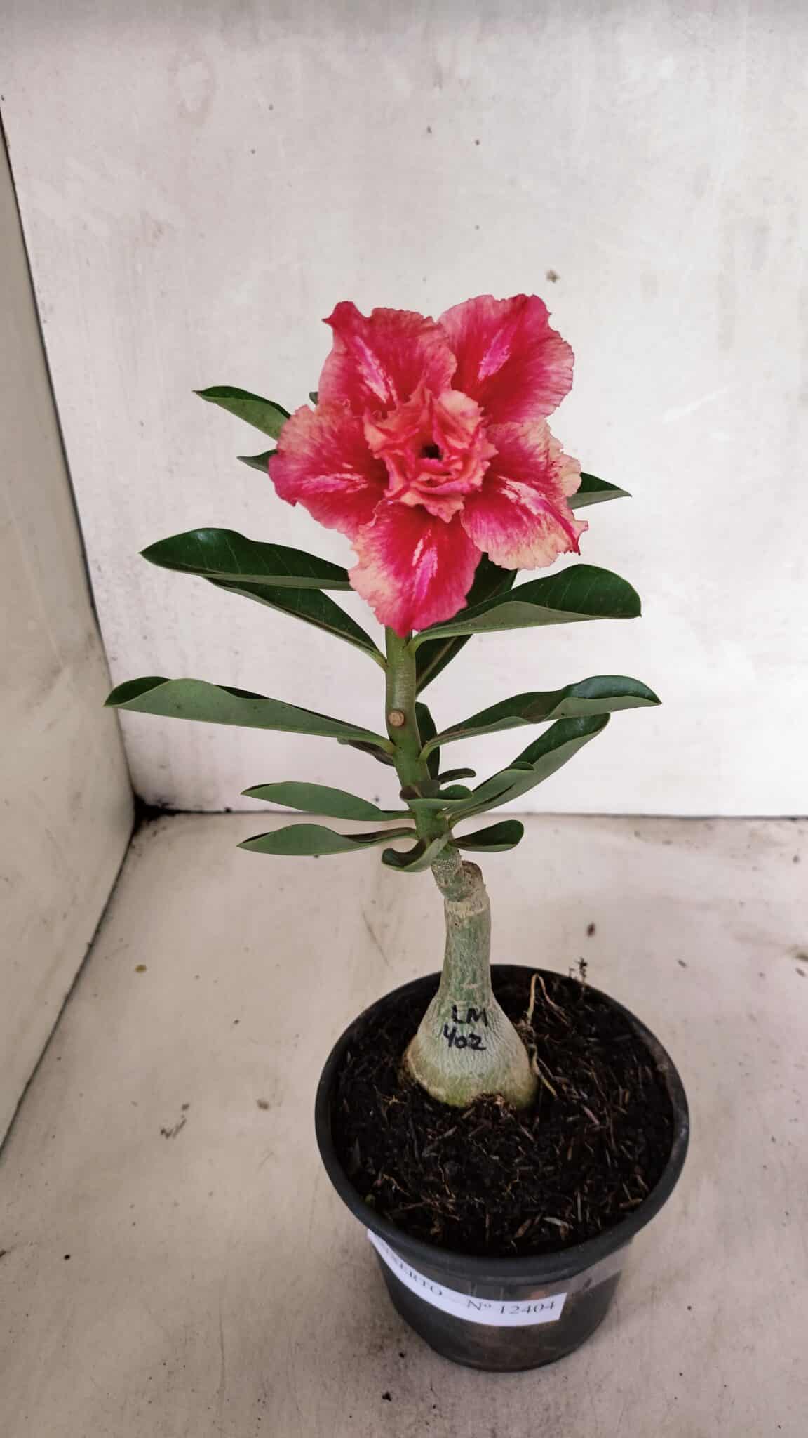 ENXERTO 12404 – 20cm (cor LM 402) - foto 2