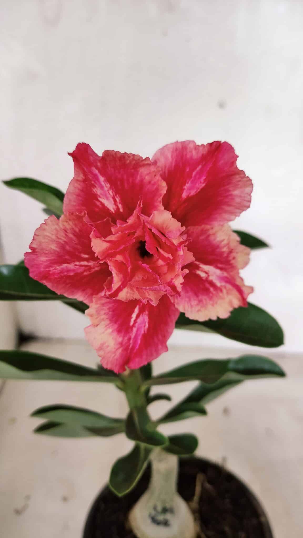 ENXERTO 12404 – 20cm (cor LM 402) - foto 3