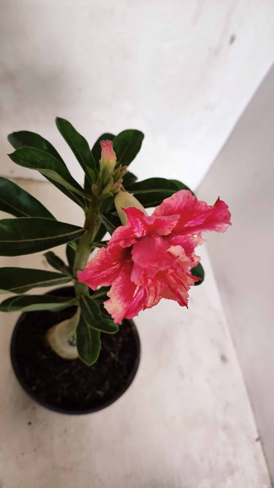 ENXERTO 12404 – 20cm (cor LM 402) - foto 4