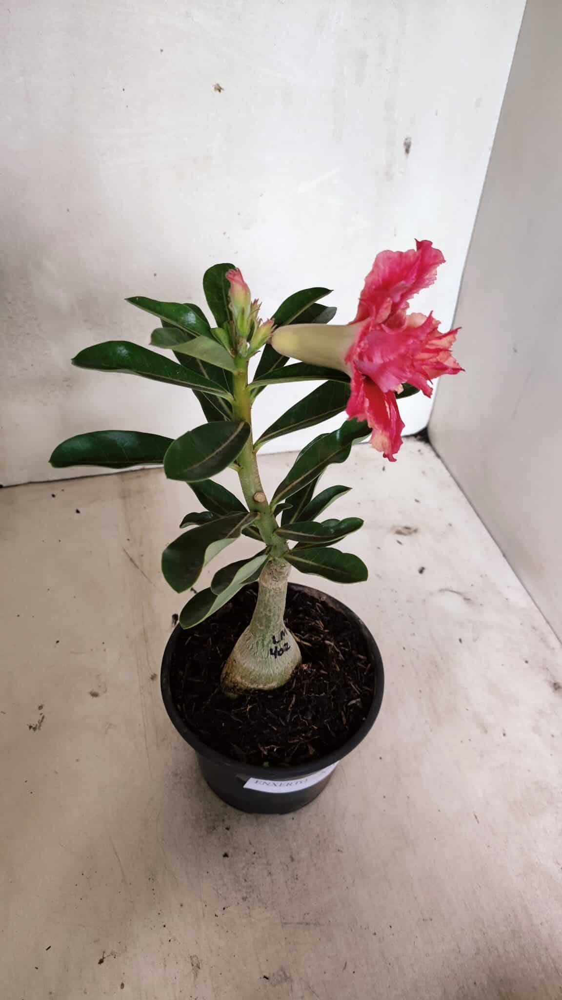 ENXERTO 12404 – 20cm (cor LM 402) - foto 5