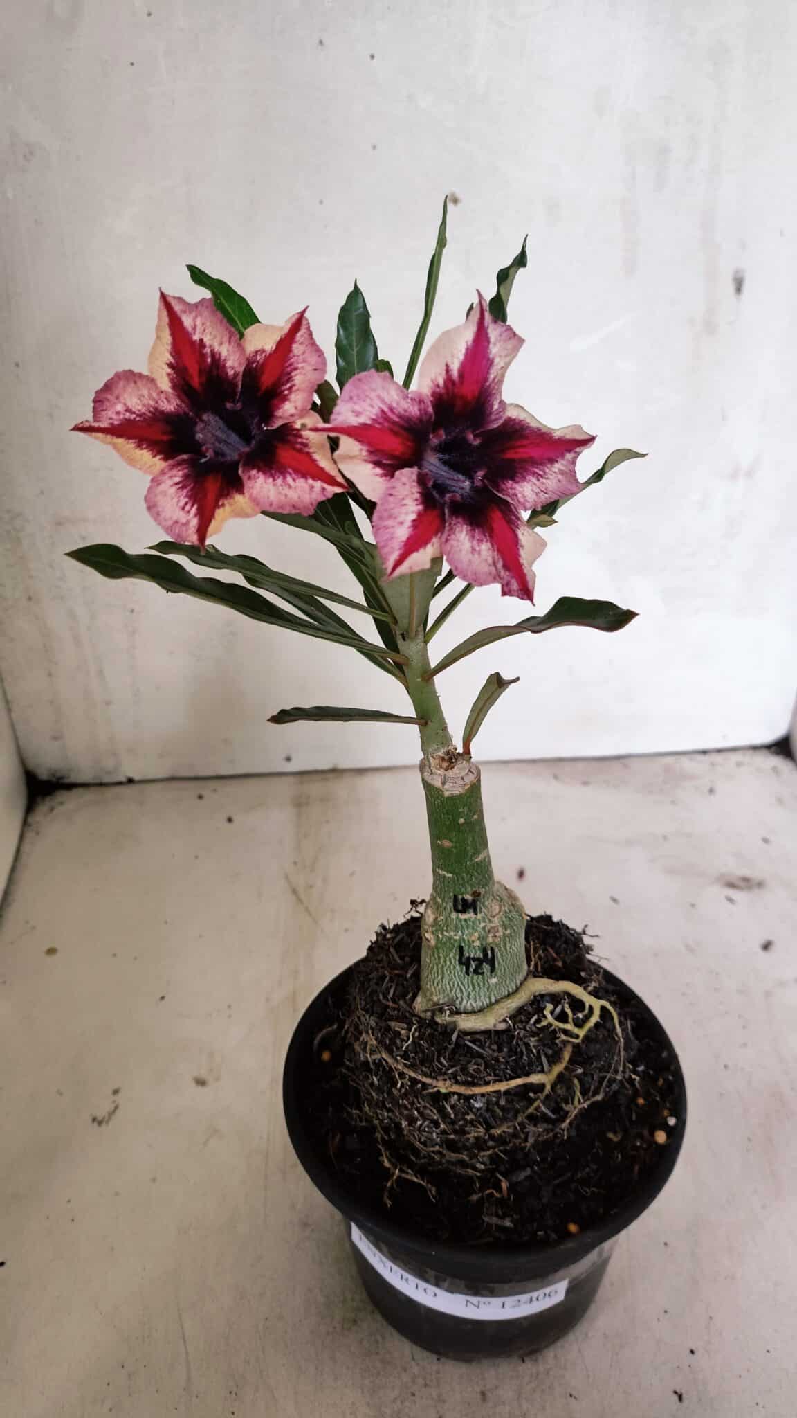 ENXERTO 12406 – 20cm (cor LM 424) - foto 2