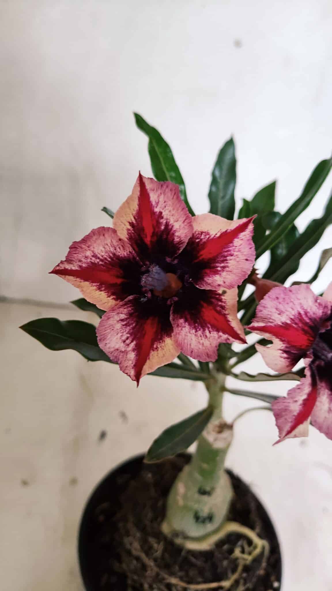 ENXERTO 12406 – 20cm (cor LM 424) - foto 3