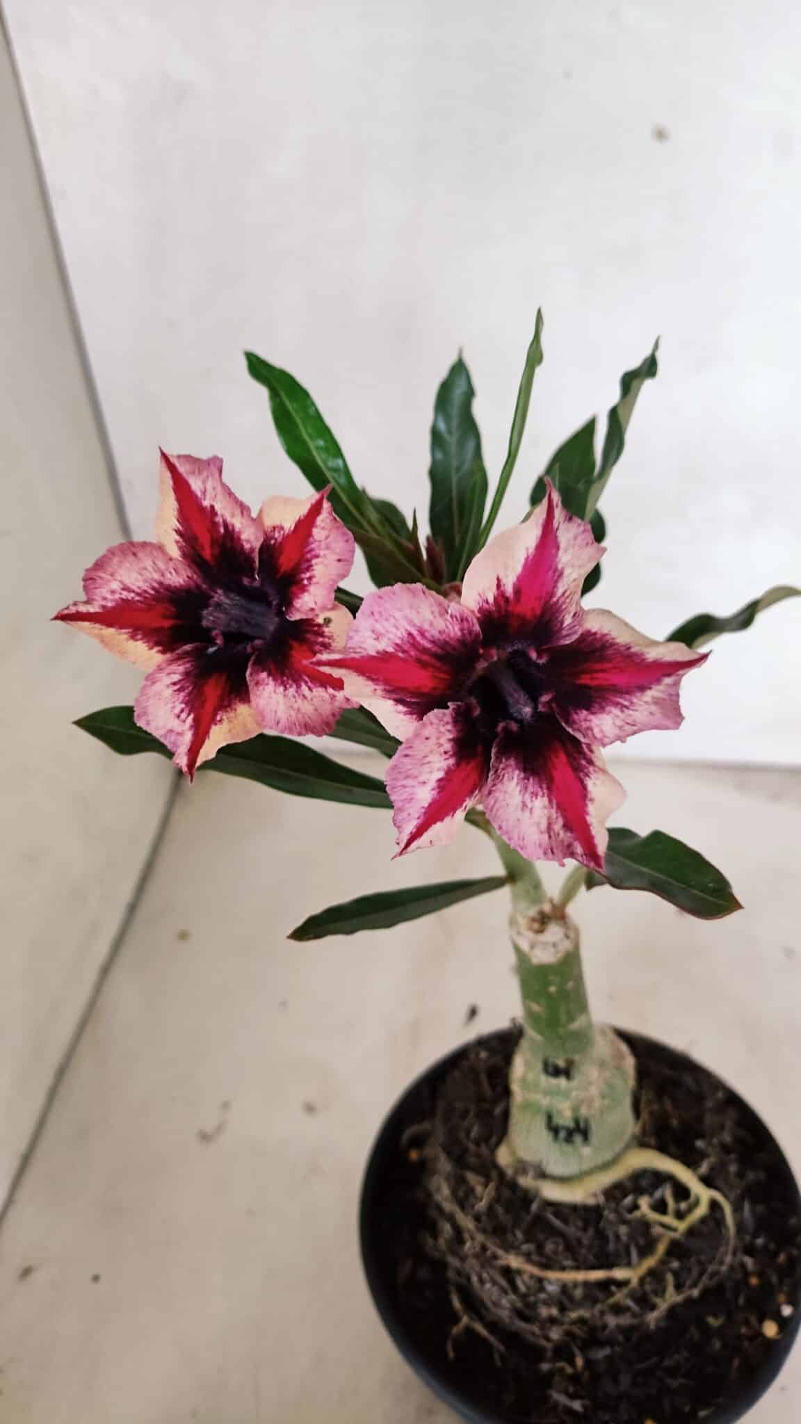 ENXERTO 12406 – 20cm (cor LM 424) - foto 4