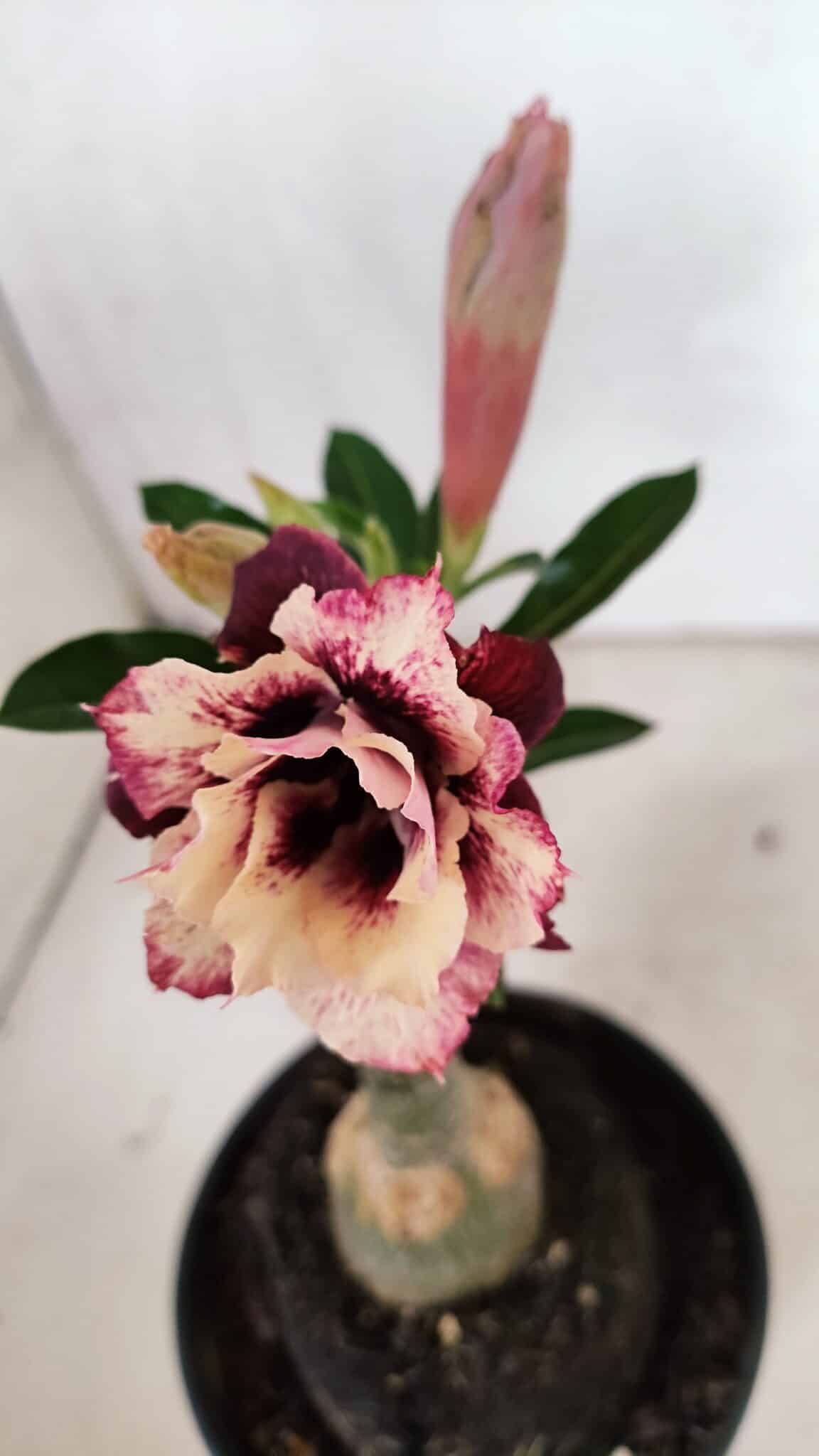 ENXERTO 12408 – 20cm (cor LM 827) - Adenium Rosa do Deserto