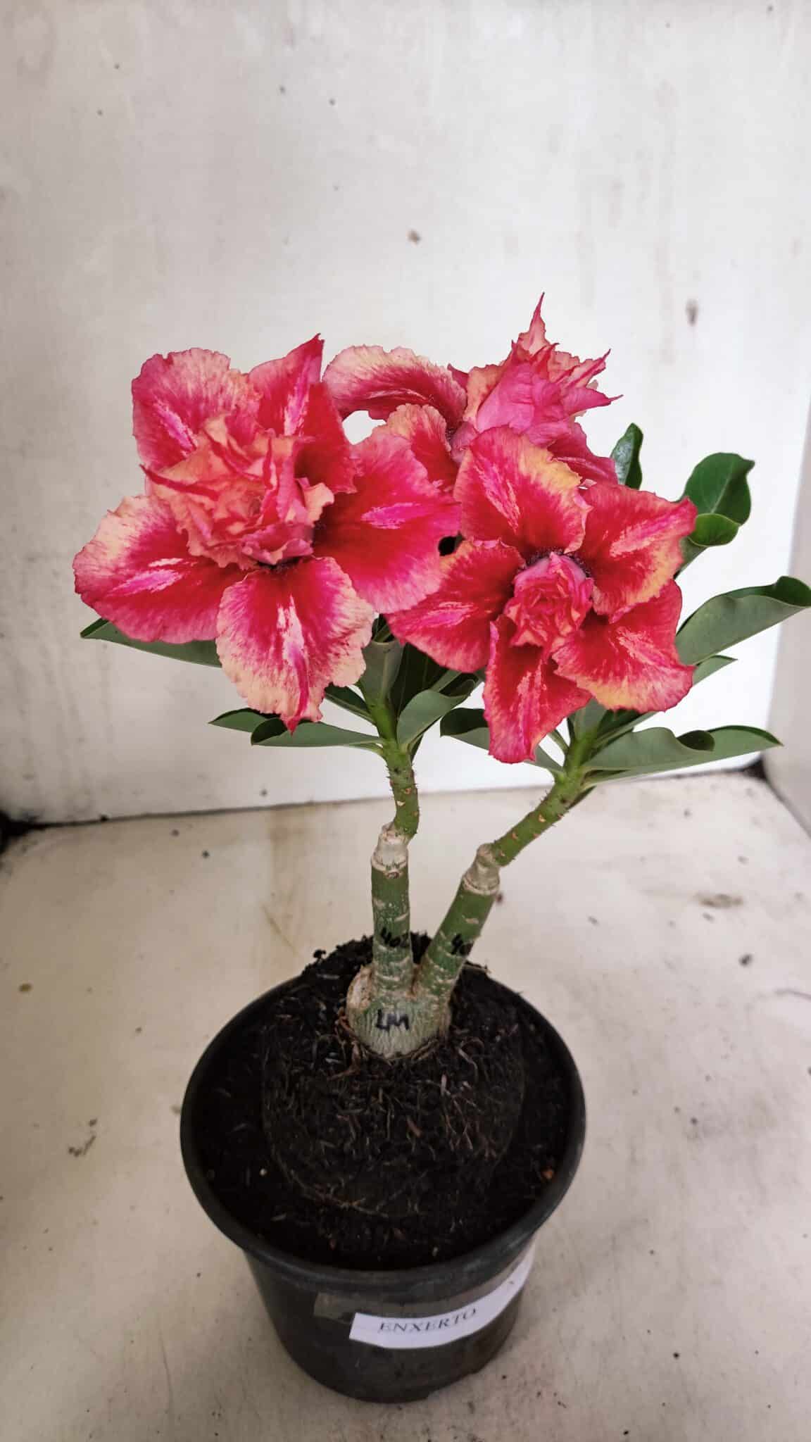 ENXERTO 12409 – 20cm (cor LM 402) - foto 2