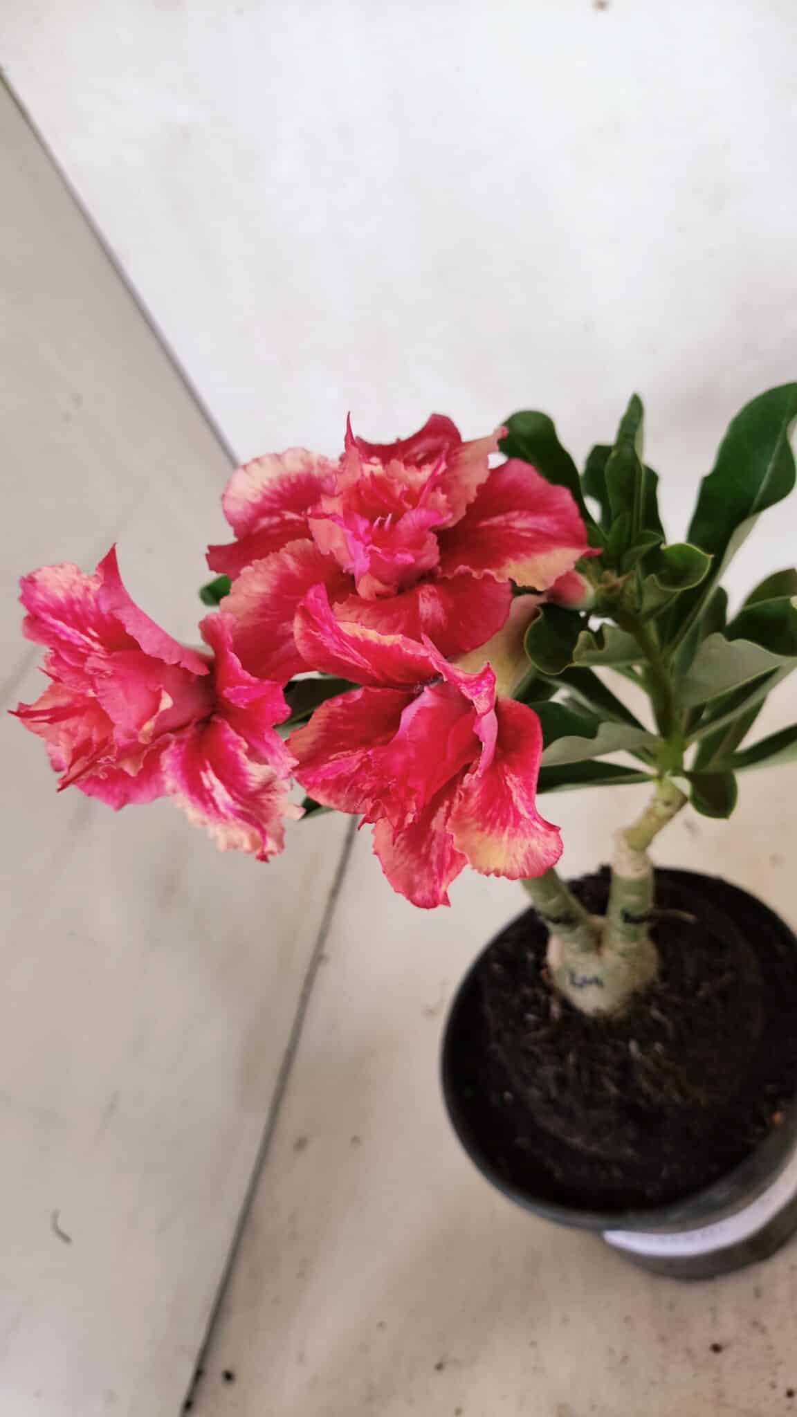 ENXERTO 12409 – 20cm (cor LM 402) - foto 9