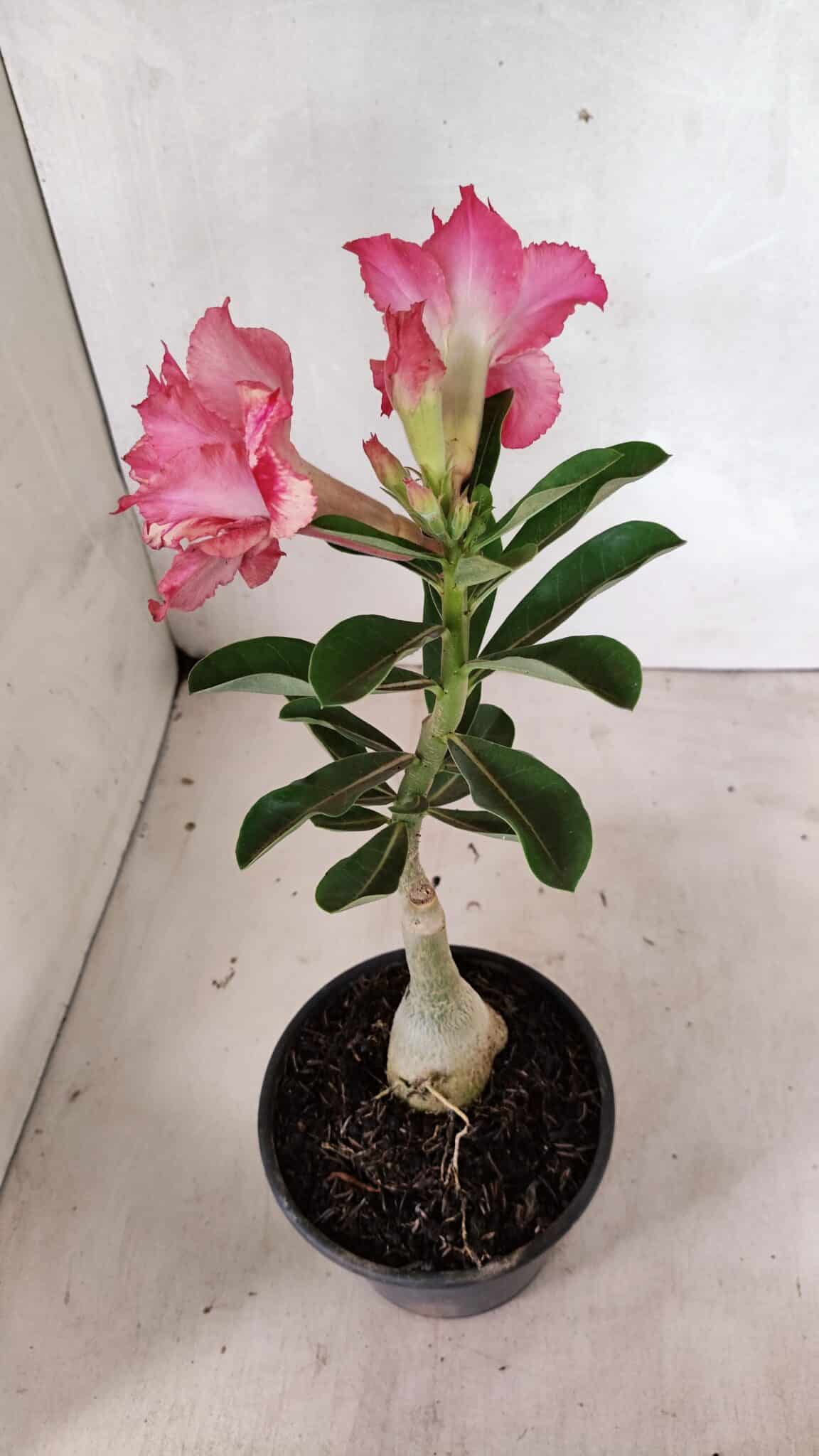 ENXERTO 12415 – 20cm (cor LM 402) - foto 6
