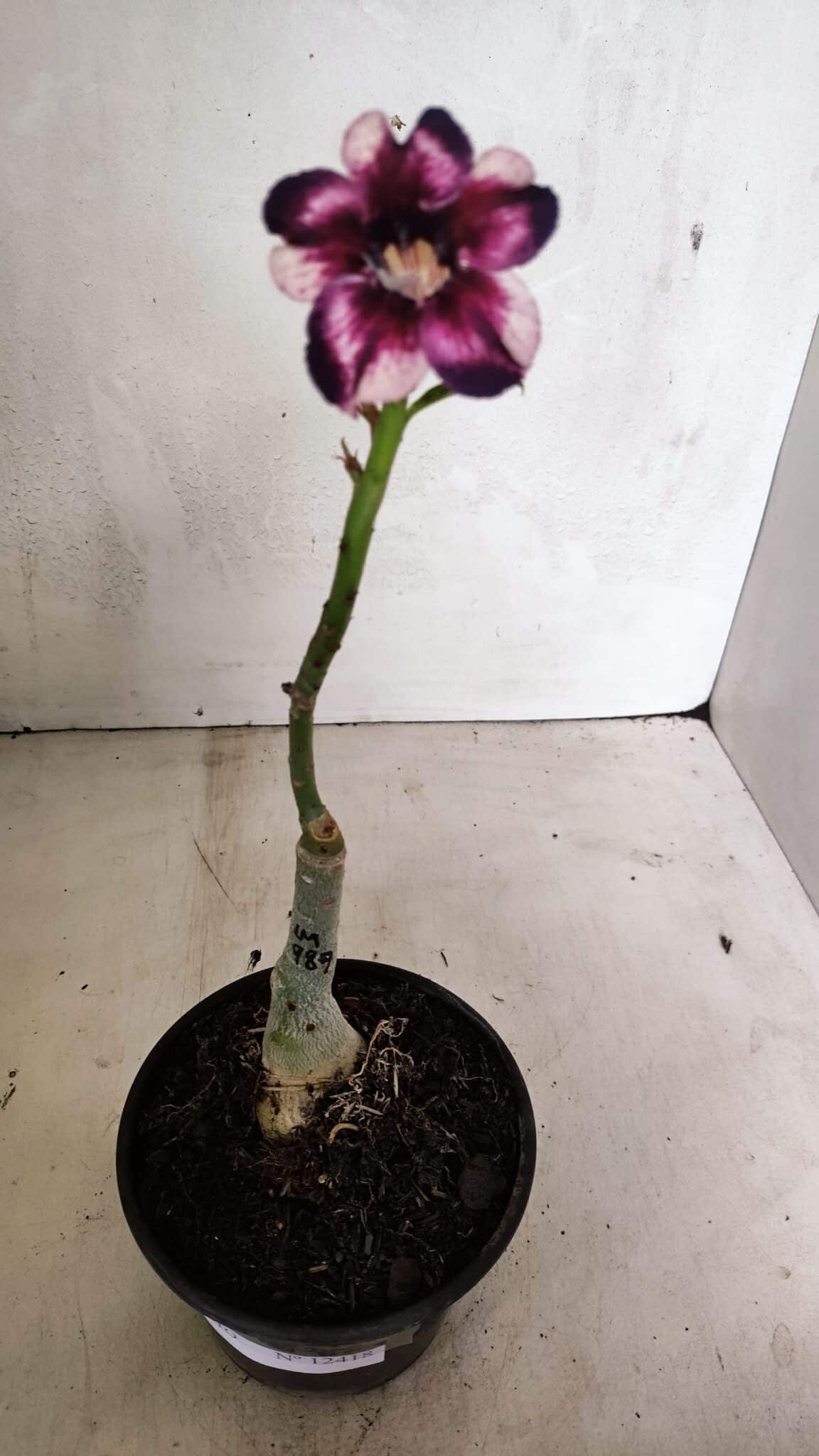ENXERTO 12418 – 20cm (cor LM 989) iD: Estrela Purpura - foto 2