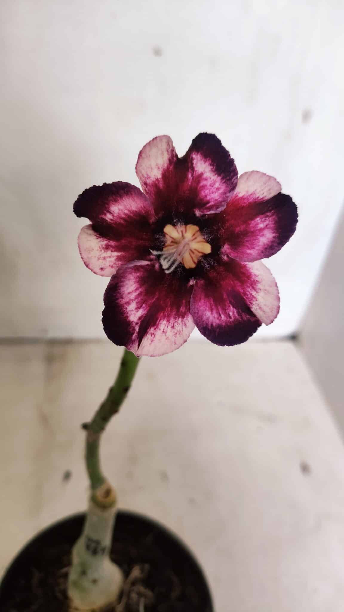 ENXERTO 12418 – 20cm (cor LM 989) iD: Estrela Purpura - foto 3
