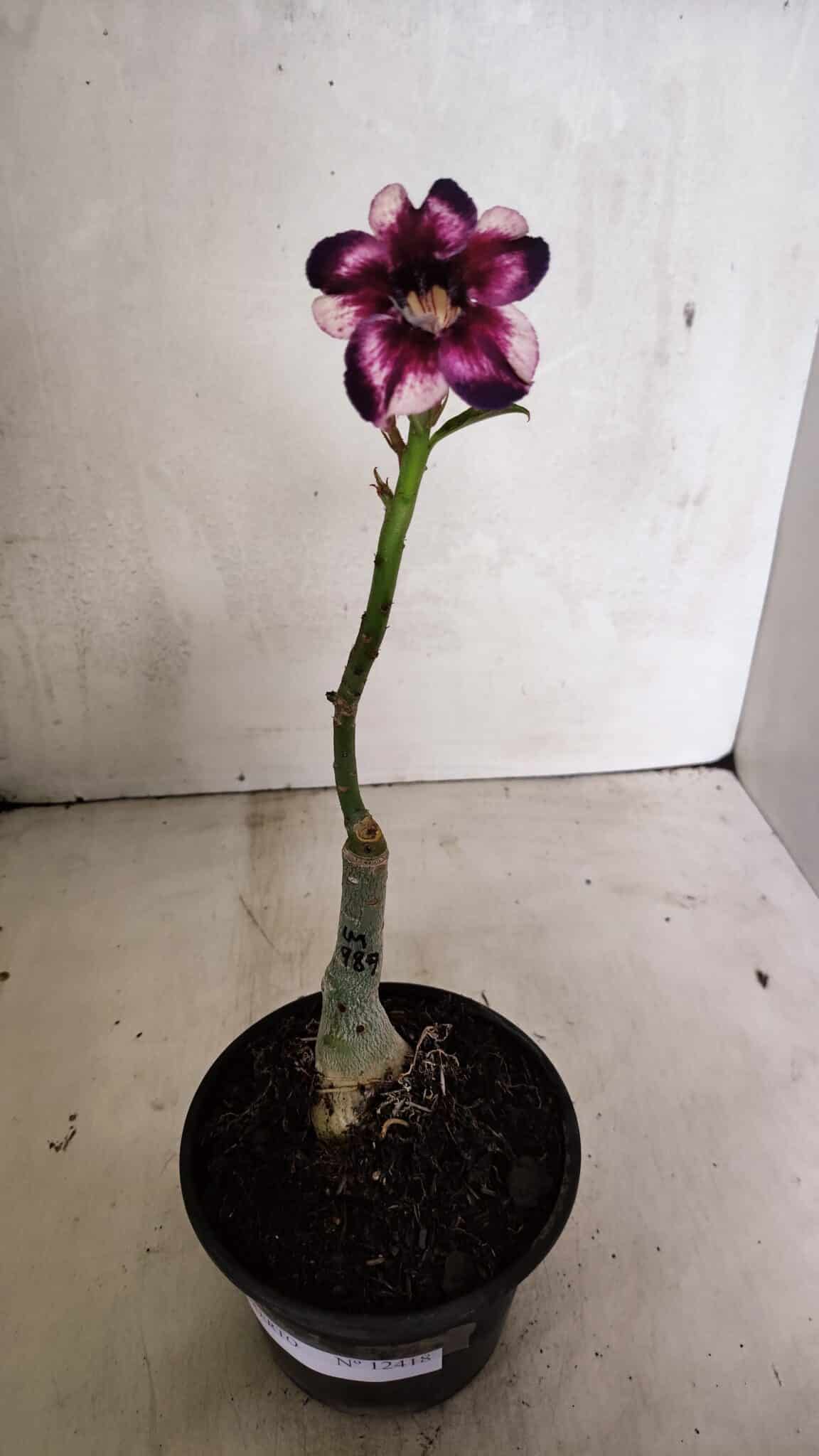 ENXERTO 12418 – 20cm (cor LM 989) iD: Estrela Purpura - foto 6