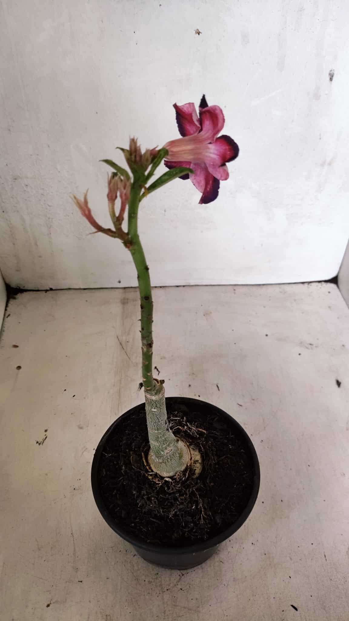 ENXERTO 12418 – 20cm (cor LM 989) iD: Estrela Purpura - foto 4