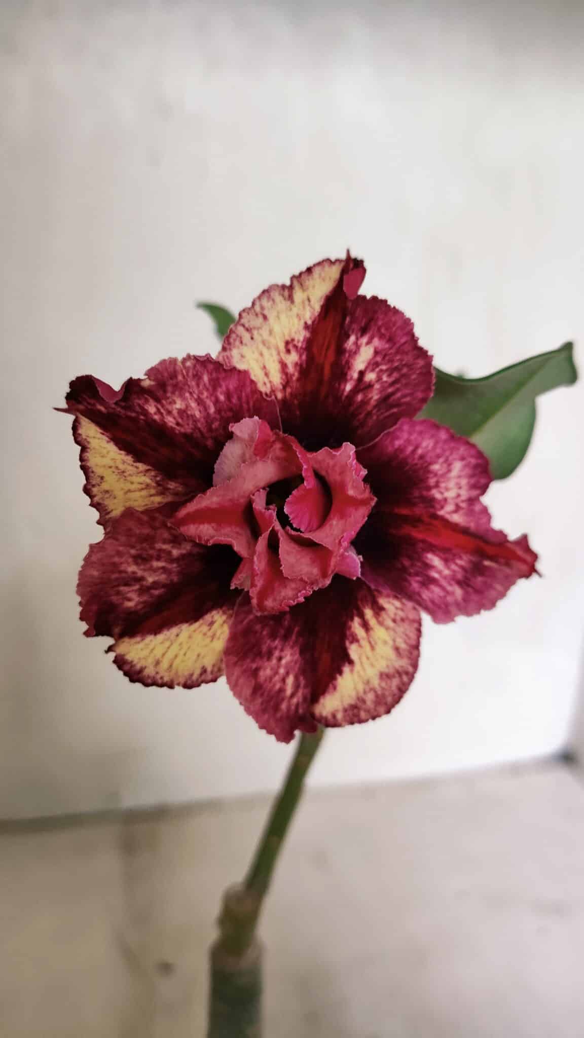 ENXERTO 12419 – 20cm (cor LM 362) - foto 3