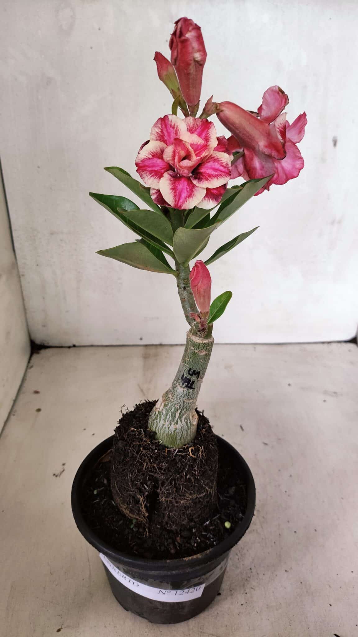 ENXERTO 12420 – 22cm (cor LM 491) - foto 6