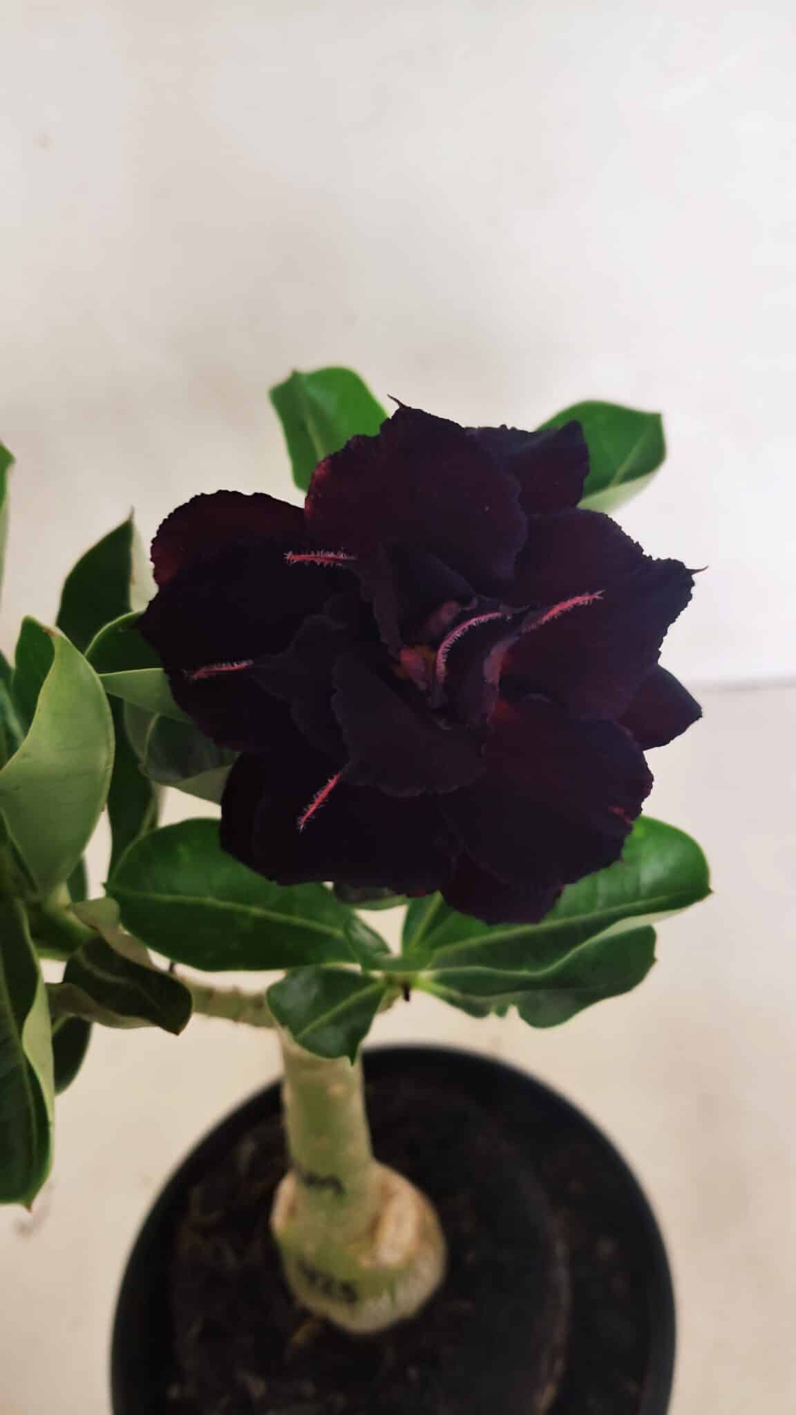 ENXERTO 12428 – 20cm (cor LM 425) - foto 3