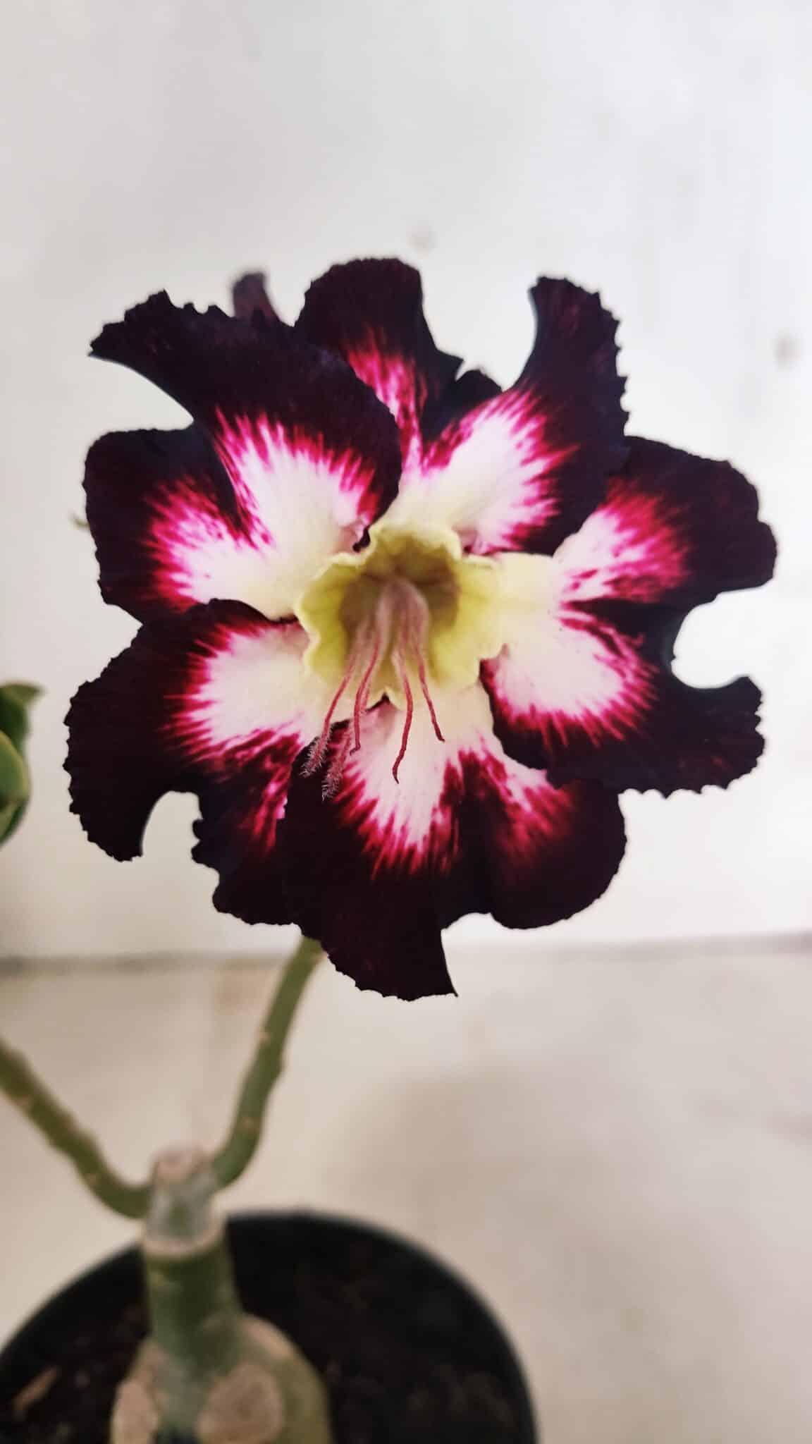 ENXERTO 12430 – 25cm (cor LM 1003) - foto 3