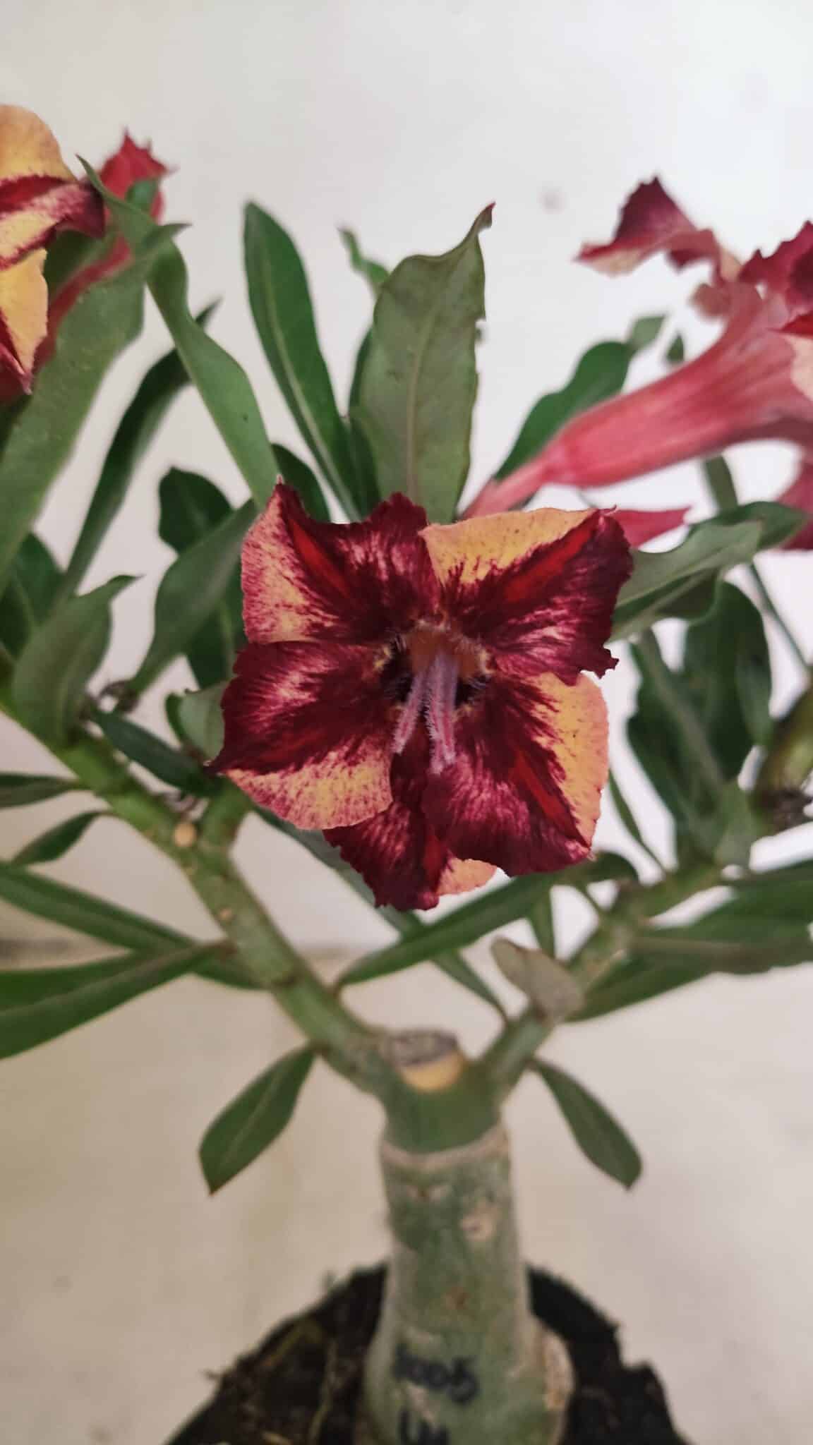 ENXERTO 12432 – 25cm (cor LM 1005) - foto 4