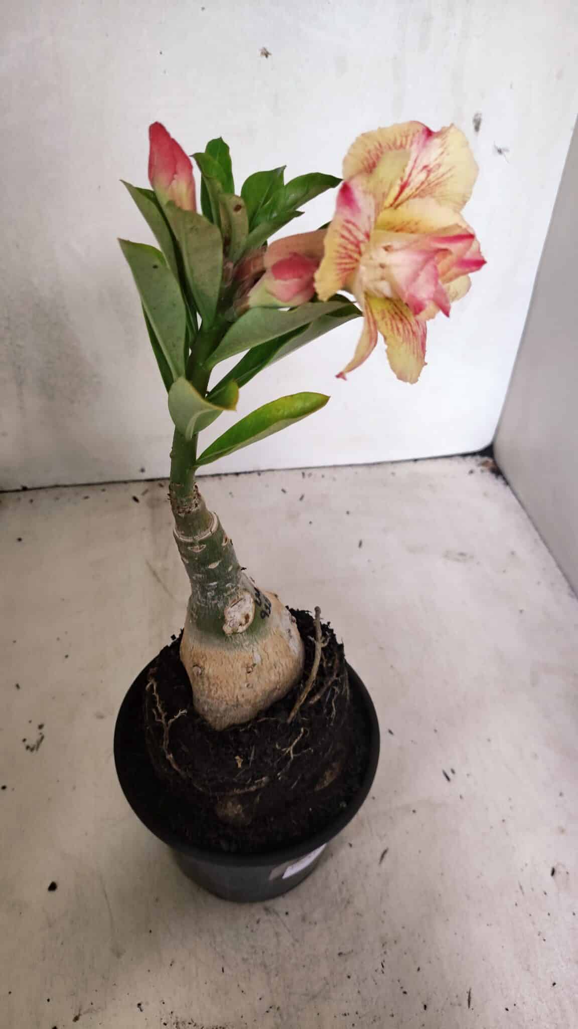 ENXERTO 12437 – 25cm (cor LM 918) - foto 6