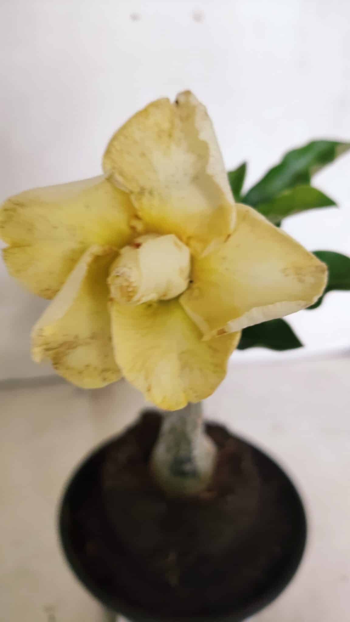 ENXERTO 12441 – 20cm (cor LM 1004) - foto 3