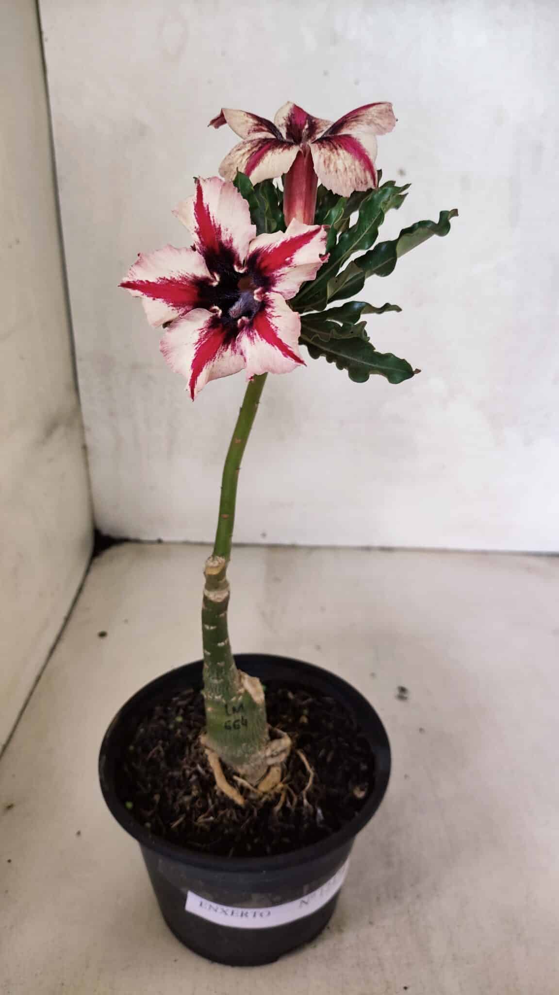 ENXERTO 12474 – 20cm (cor LM 664) - foto 2