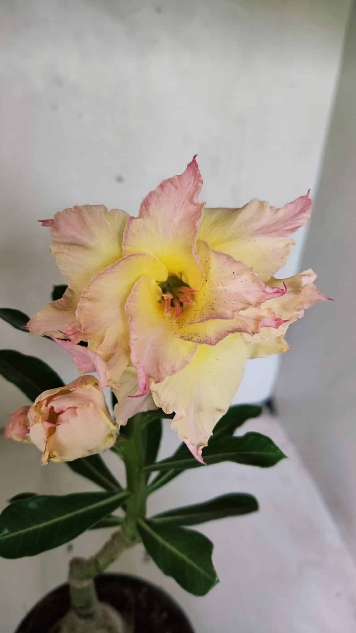 ENXERTO 12475 – 20cm (cor LM 979) - foto 3