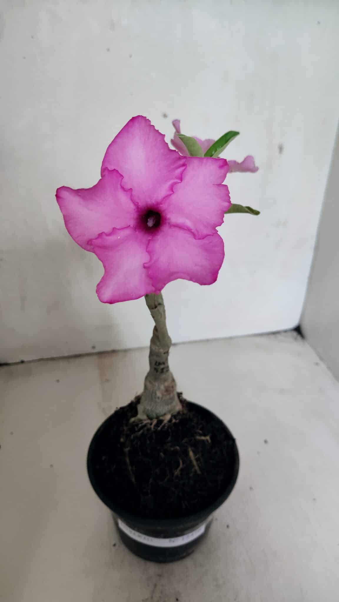 ENXERTO 12476 – 20cm (cor LM 512) - foto 2