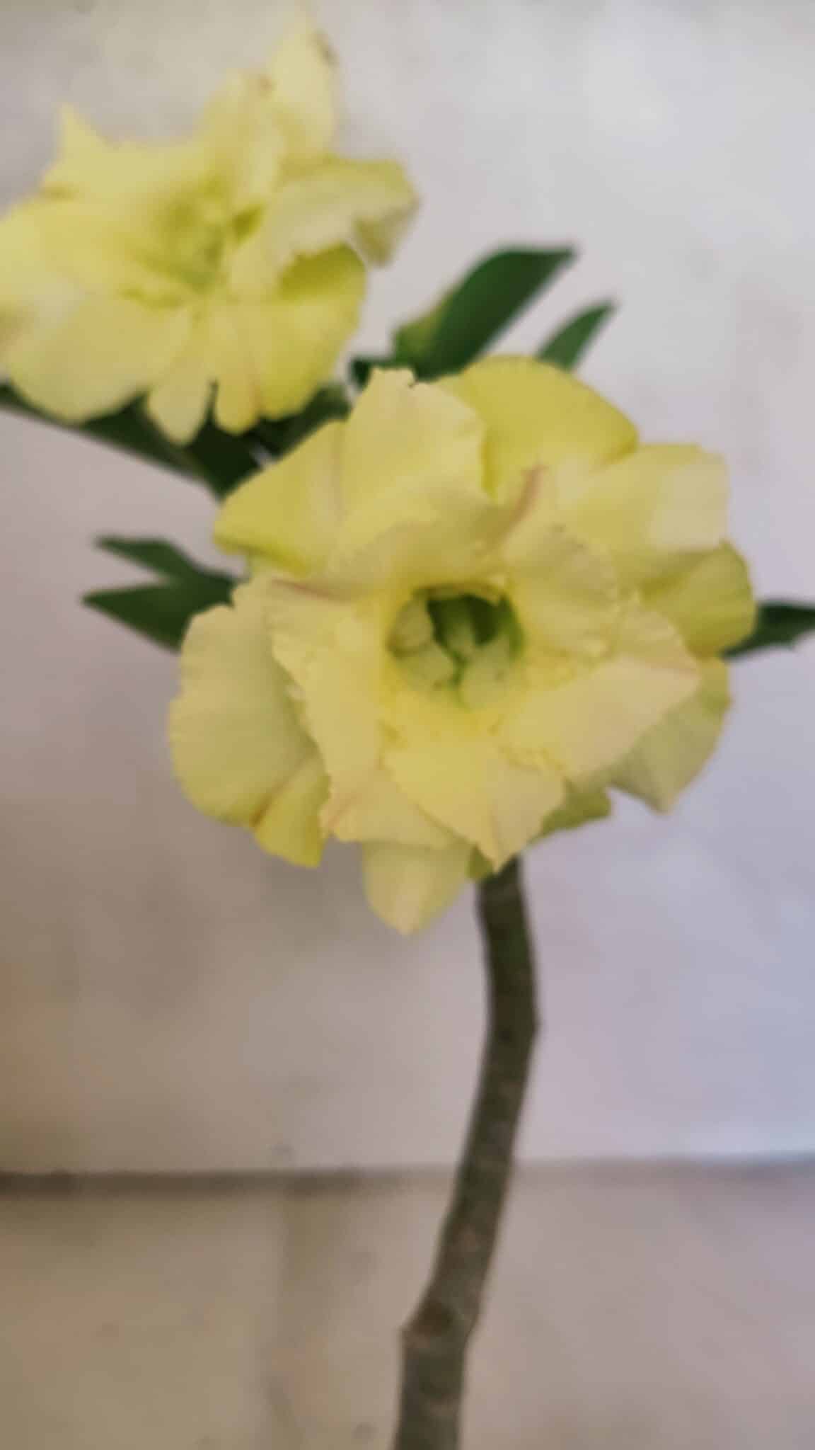 ENXERTO 12485 – 20cm (cor LM 469) - foto 3