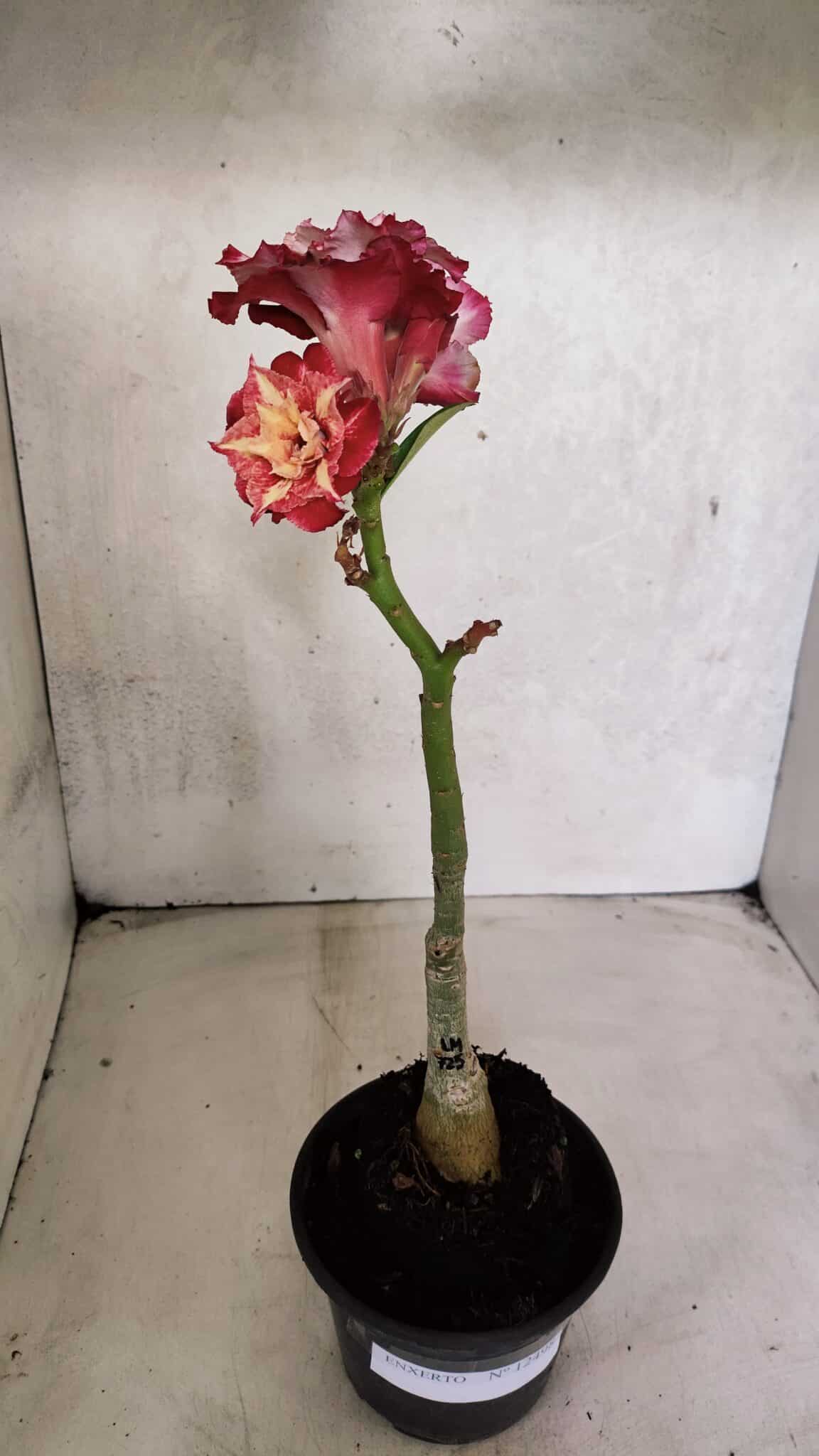 ENXERTO 12498 – 20cm (cor LM 725) - foto 2