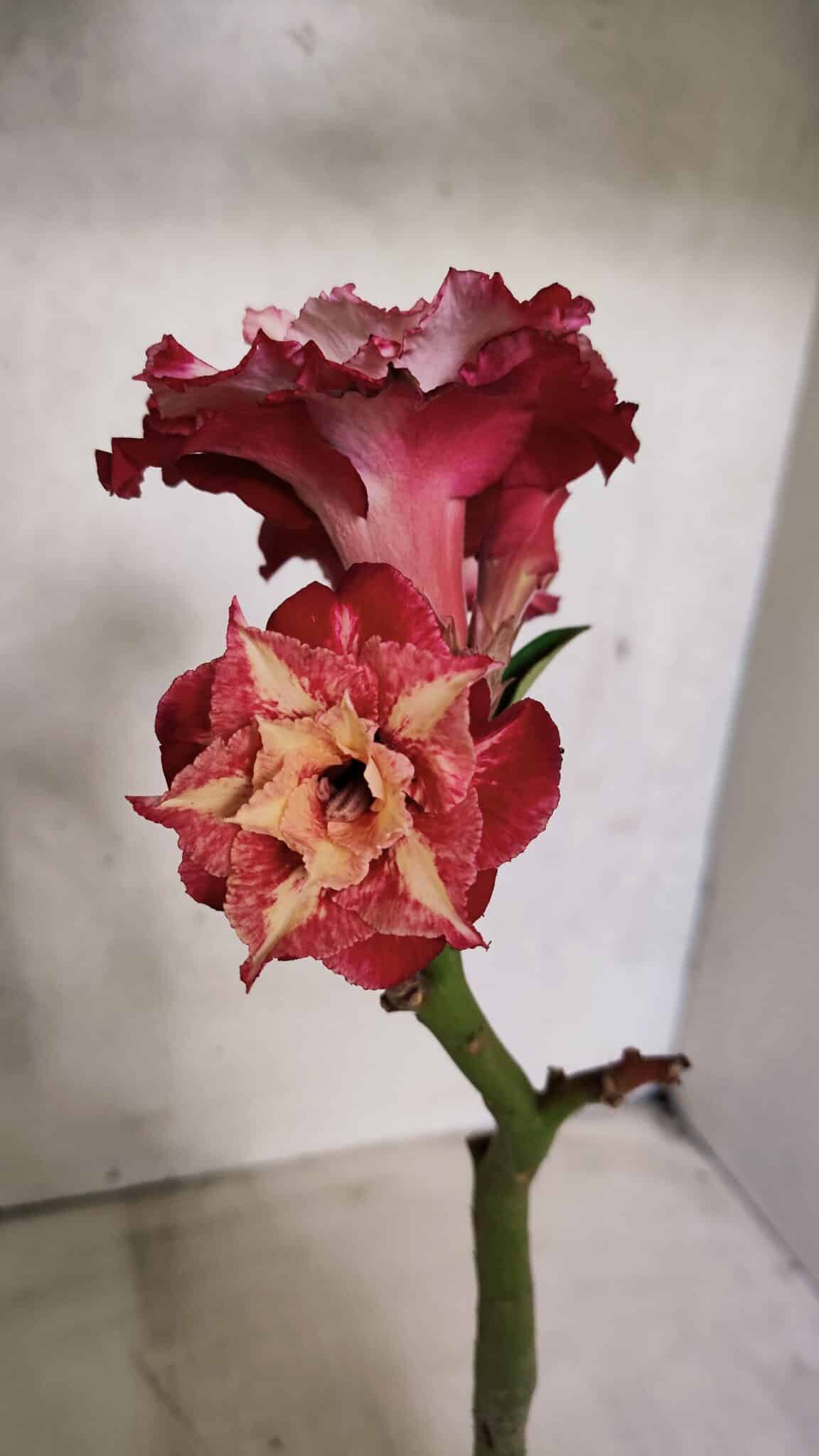 ENXERTO 12498 – 20cm (cor LM 725) - foto 3
