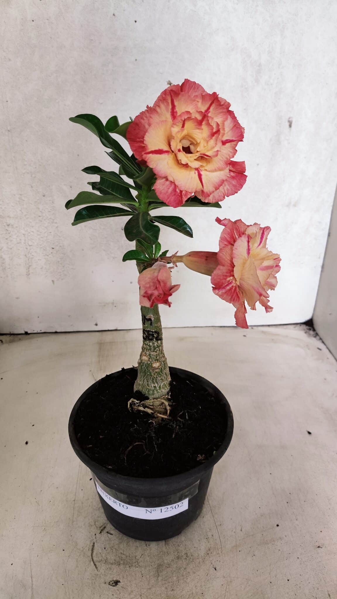 ENXERTO 12502 – 20cm (cor LM 582) - Adenium Rosa do Deserto